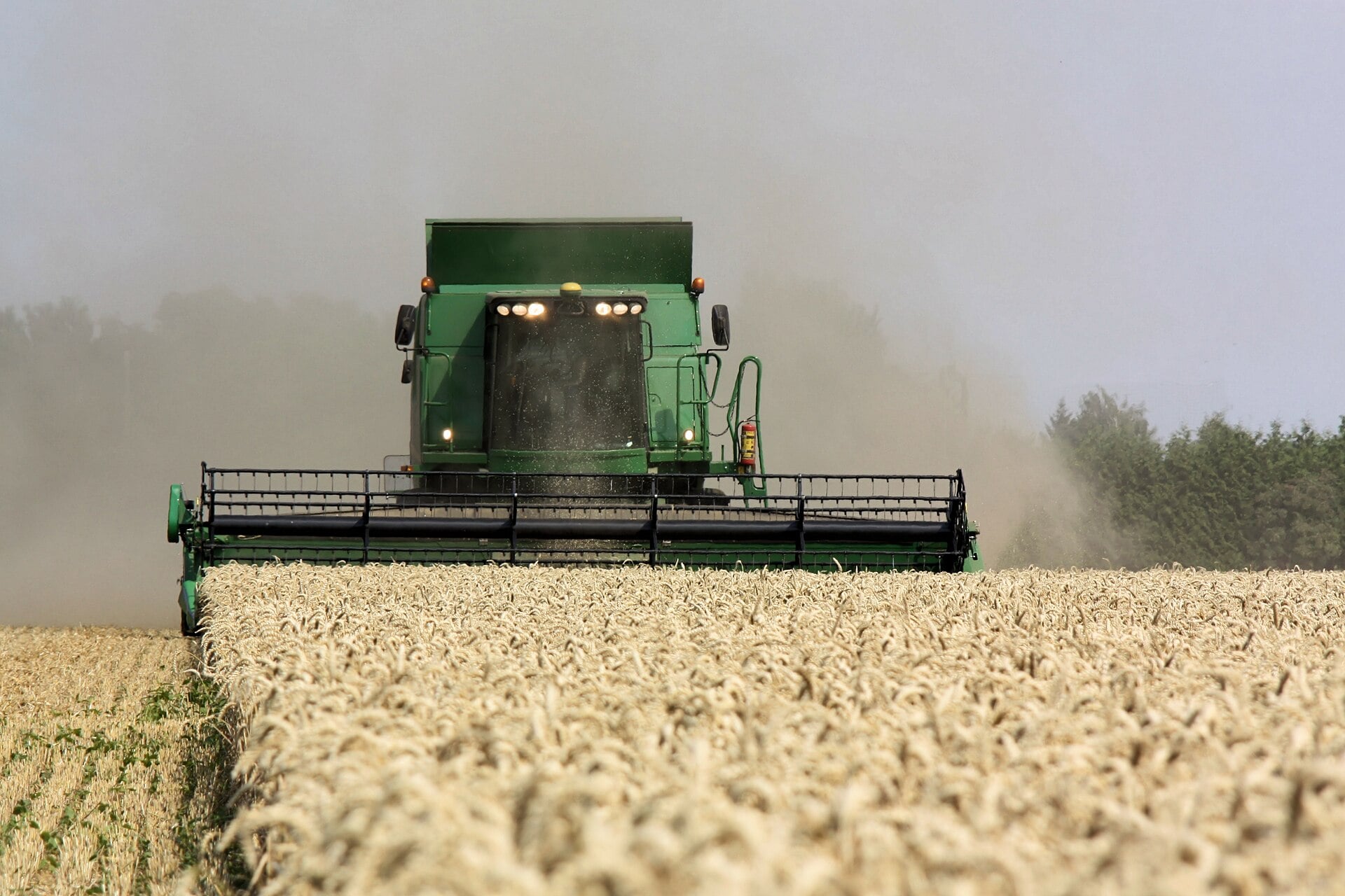 A combine harvester working in a wheat field