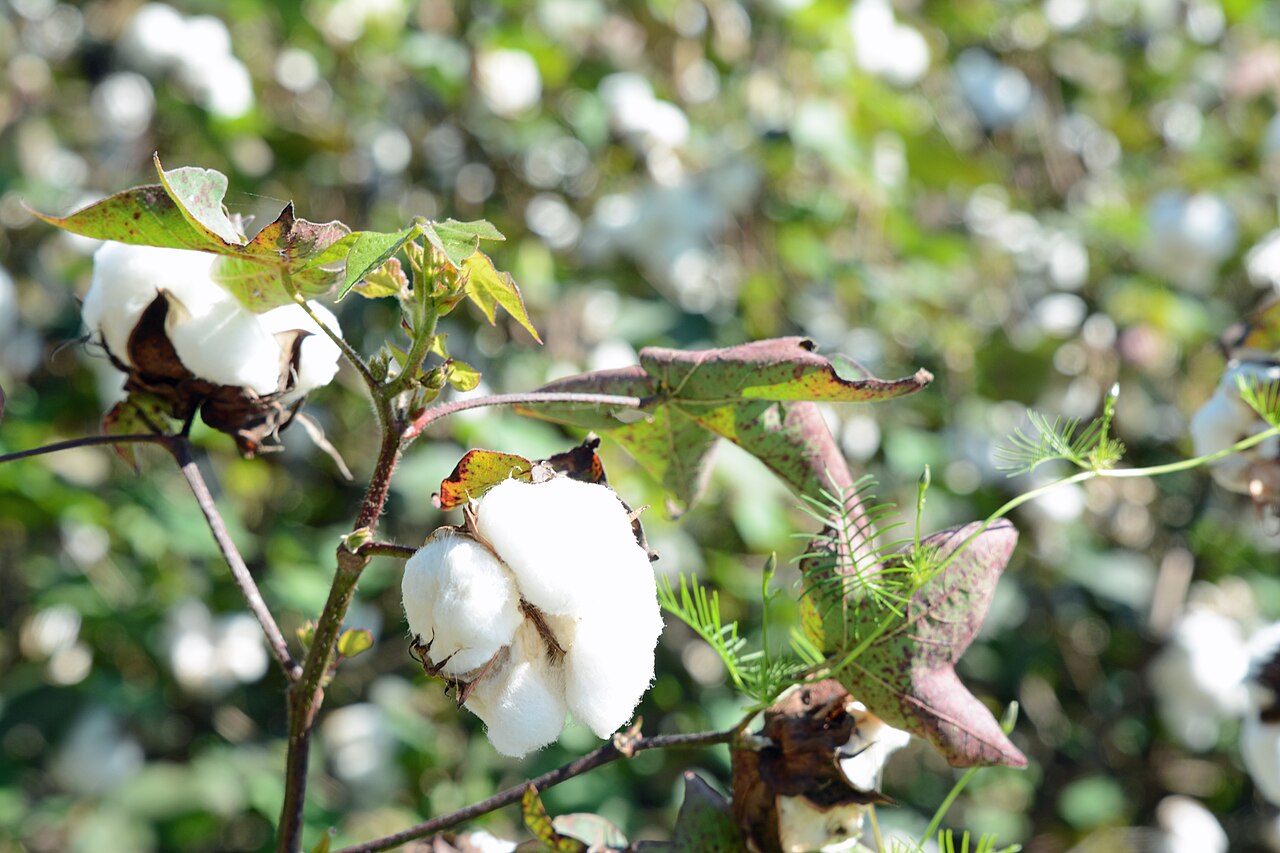 Cotton bolls ready for harvest.