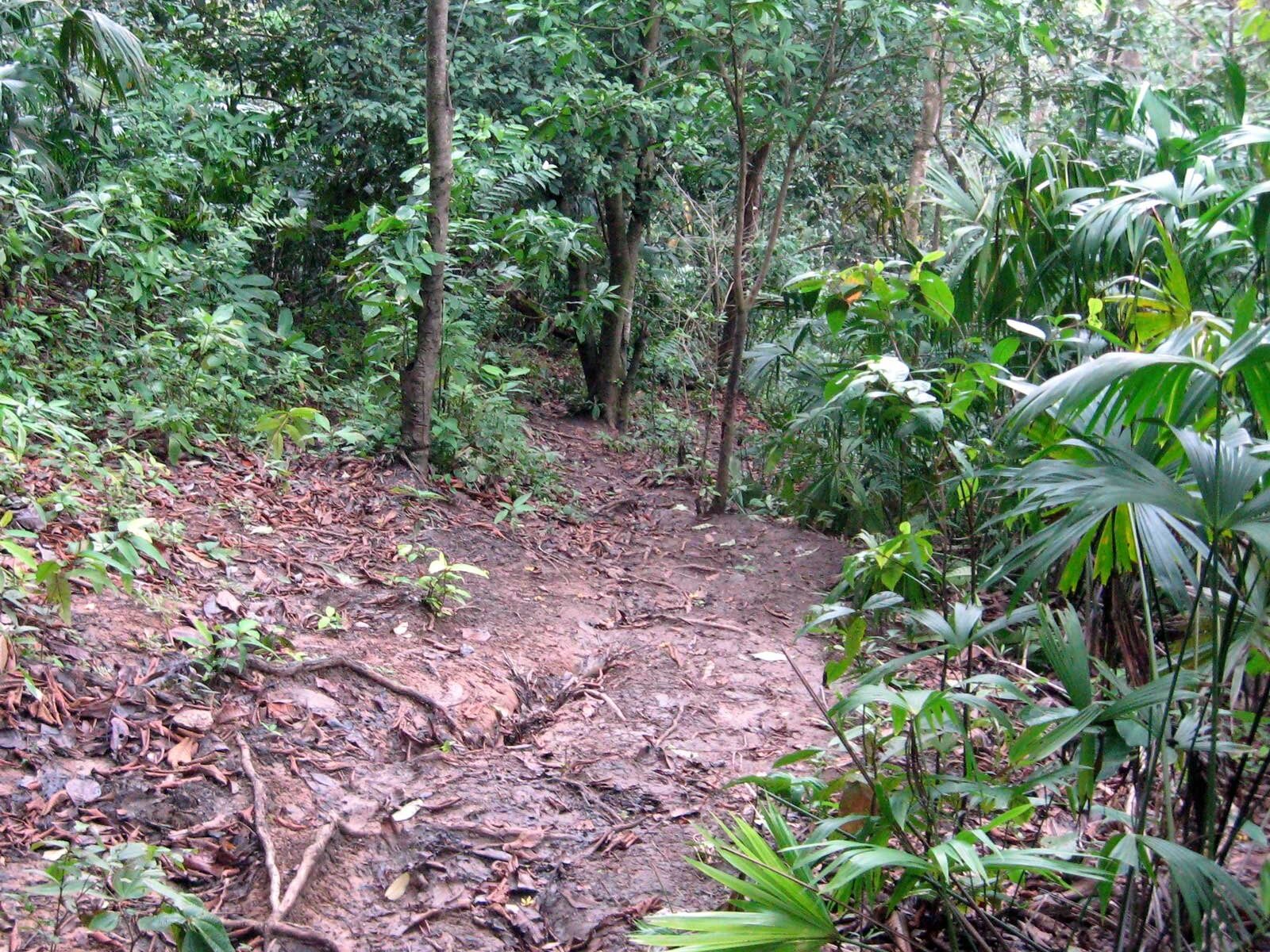 A jungle trail in the Darien, the terrain targeted by Panama border operation Escudo de Acero