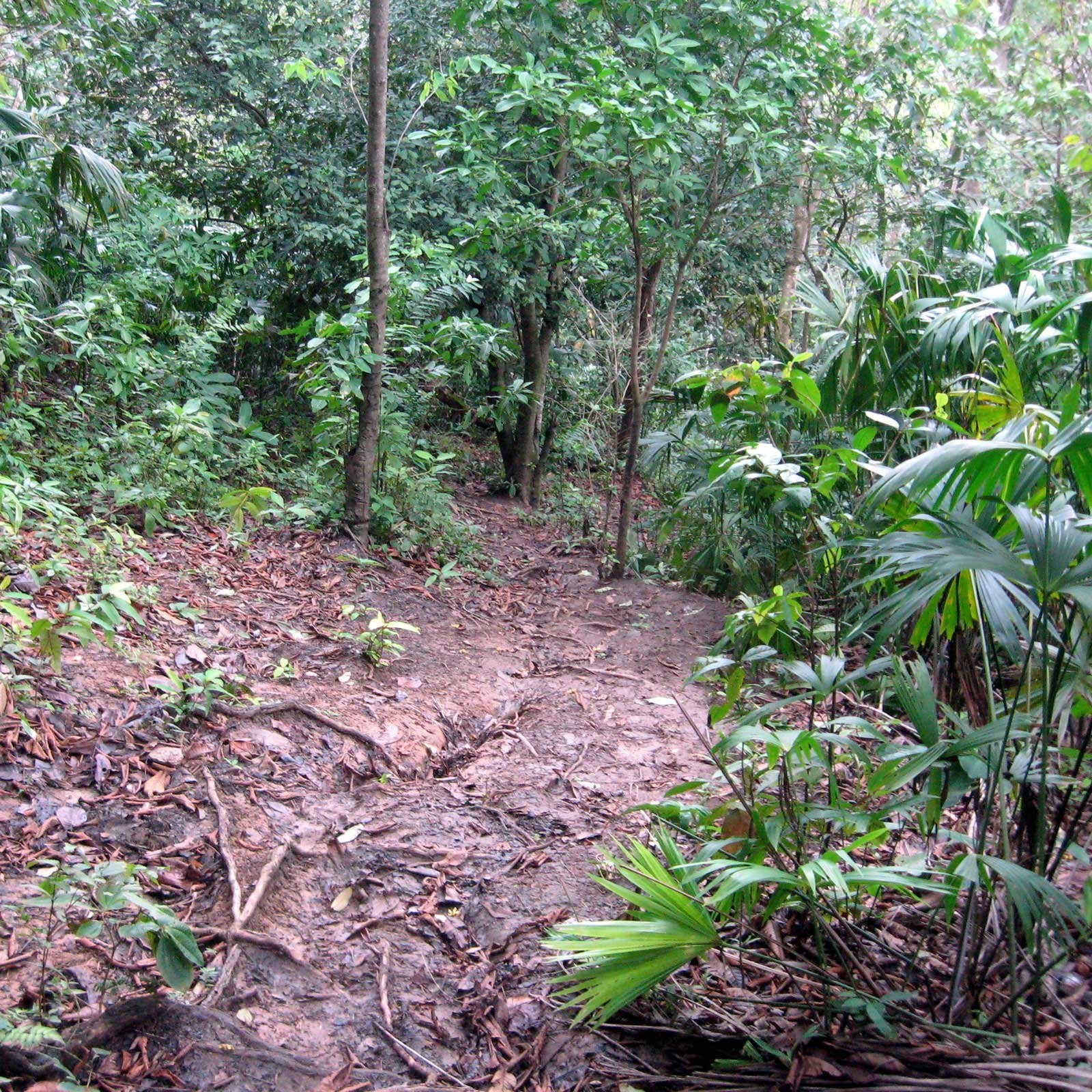 A jungle trail in the Darien, the terrain targeted by Panama border operation Escudo de Acero