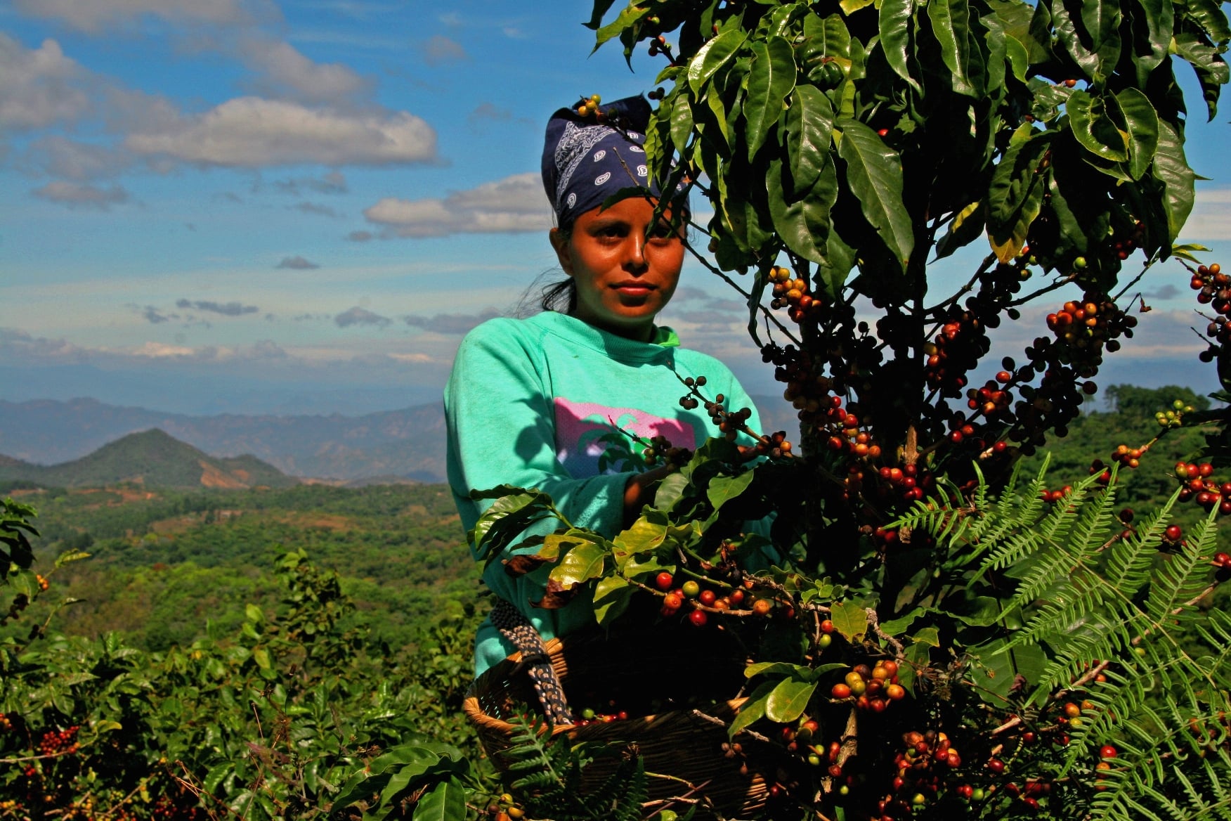 Record export year — a coffee picker at a cooperative in Ciudad Barrios