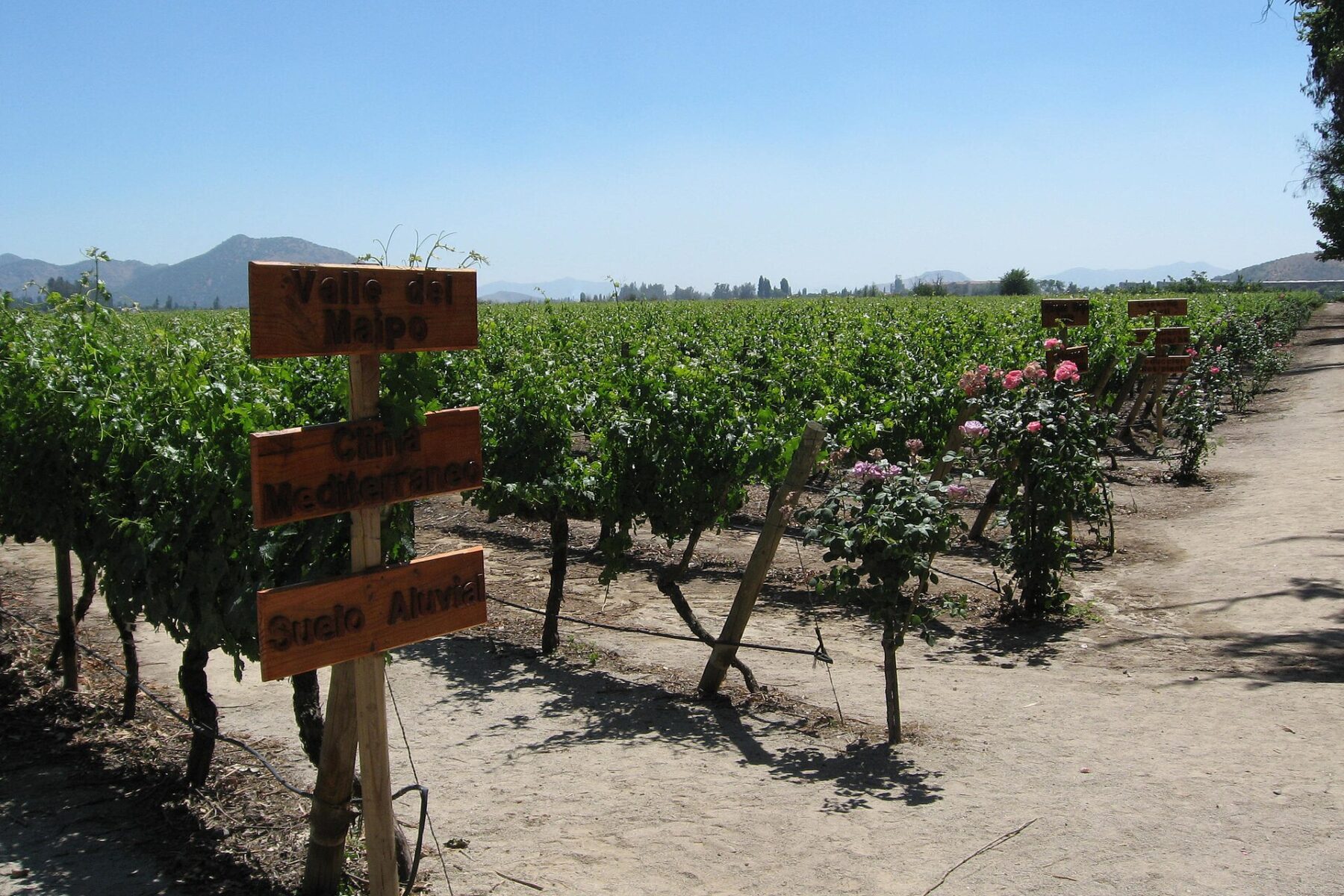 Vineyard rows at Concha y Toro in Chile's Maipo Valley, near host city Santiago