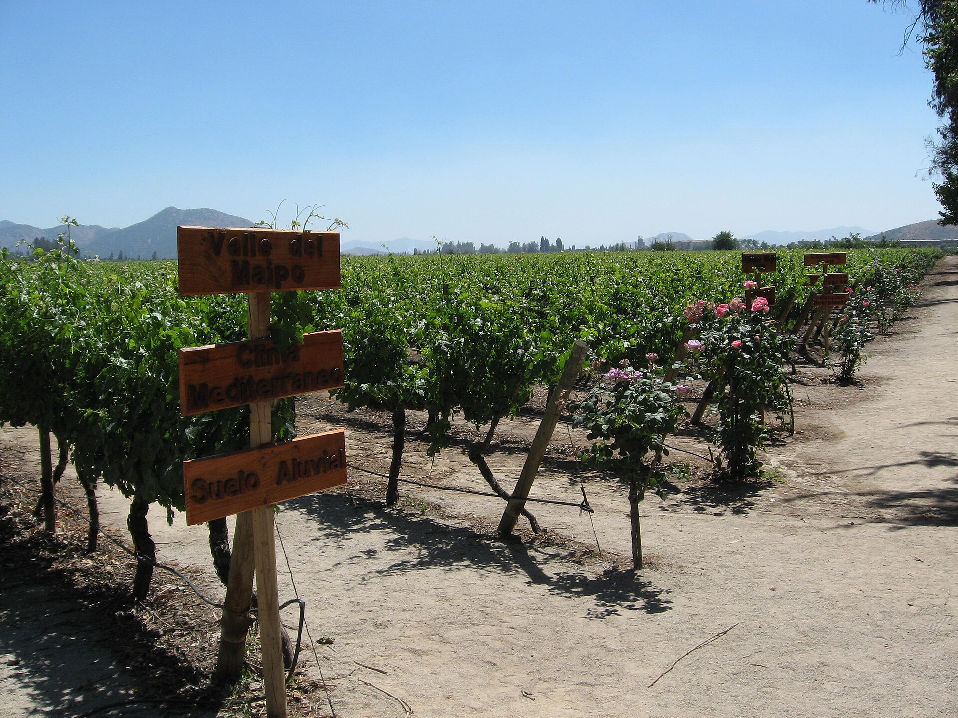 Vineyard rows at Concha y Toro in Chile's Maipo Valley, near host city Santiago