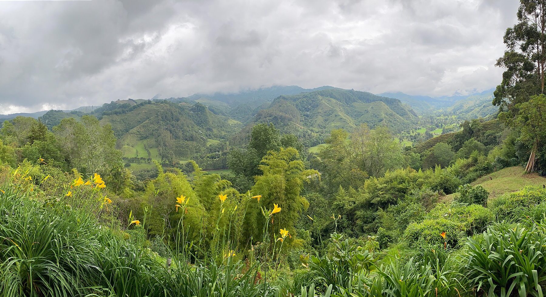 Wax palms in Colombia's Cocora Valley, the world's tallest palm trees