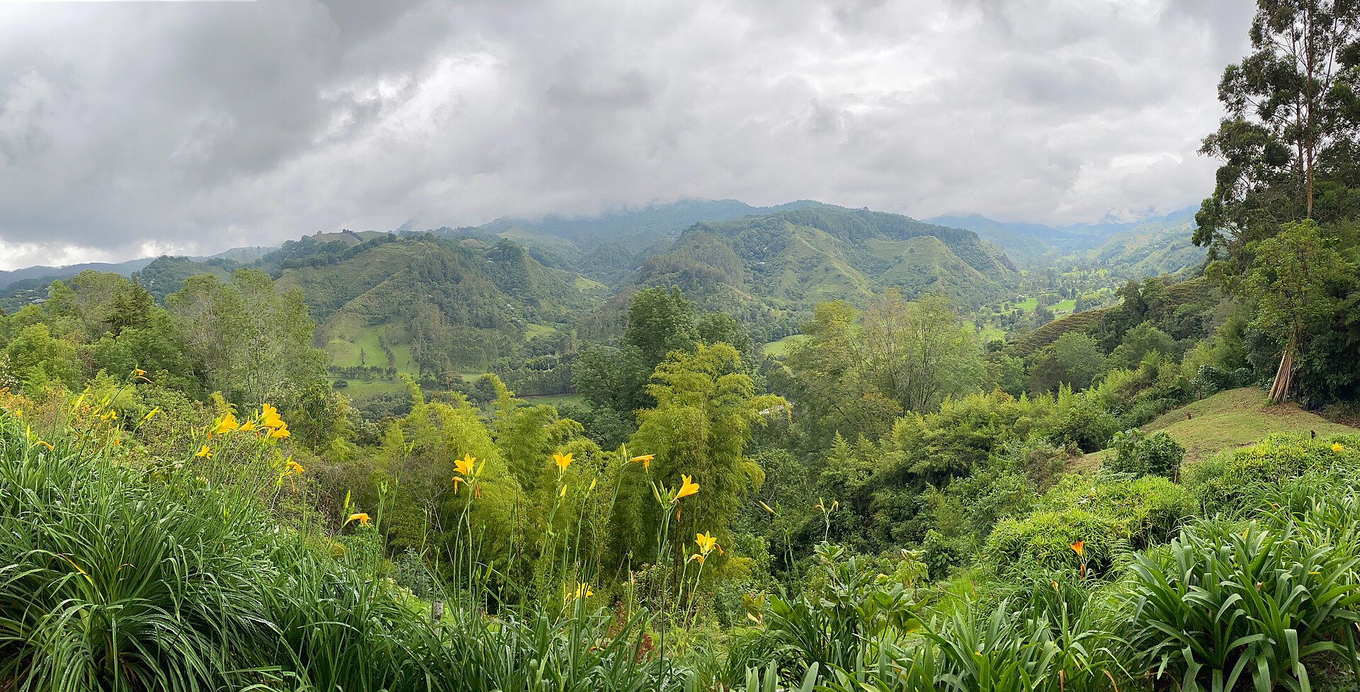 Wax palms in Colombia's Cocora Valley, the world's tallest palm trees