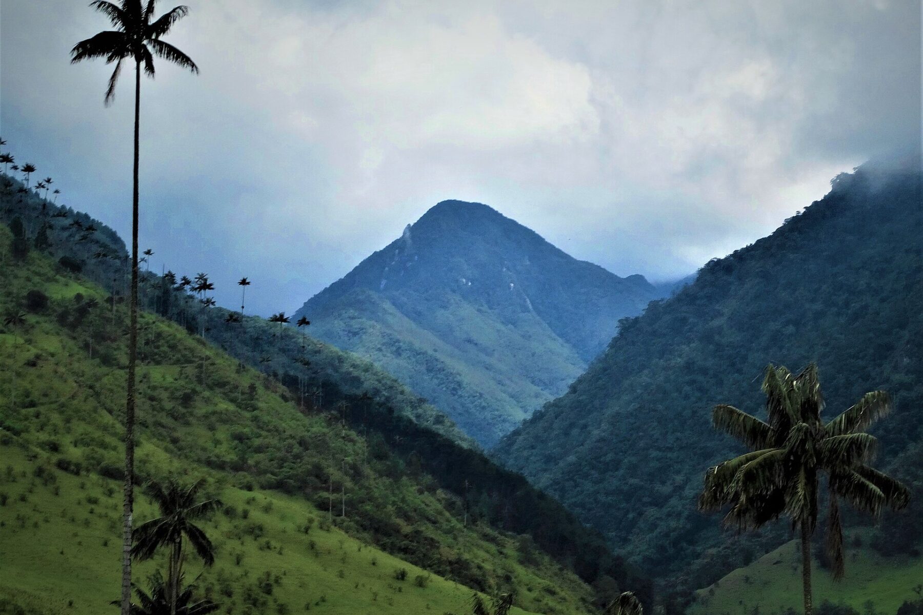 Wax palm trees in Colombia's Cocora Valley, in the coffee-growing region affected by the August 2026 earthquake