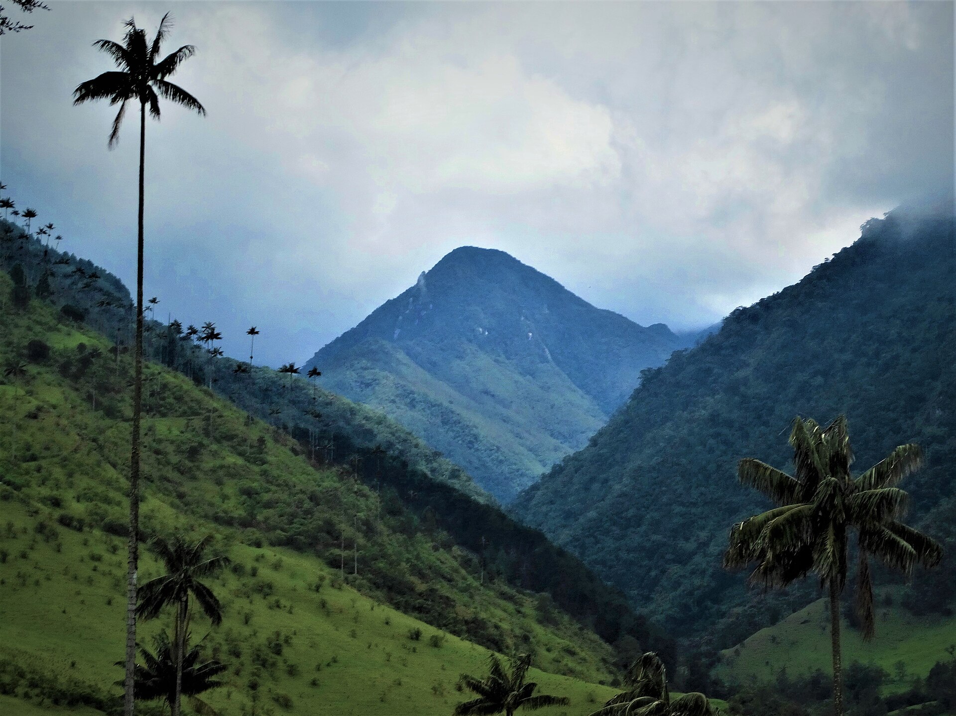Wax palm trees in Colombia's Cocora Valley, in the coffee-growing region affected by the August 2026 earthquake