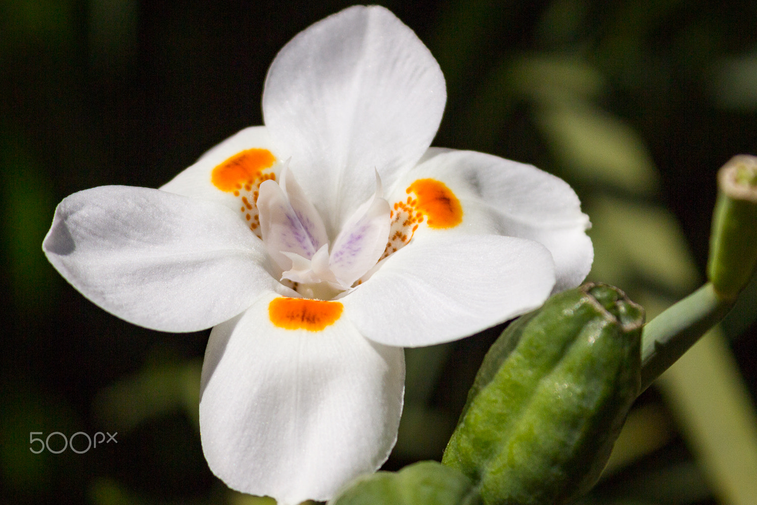 Flower displays at Expoflora in Holambra, Latin America's largest ornamental flower fair