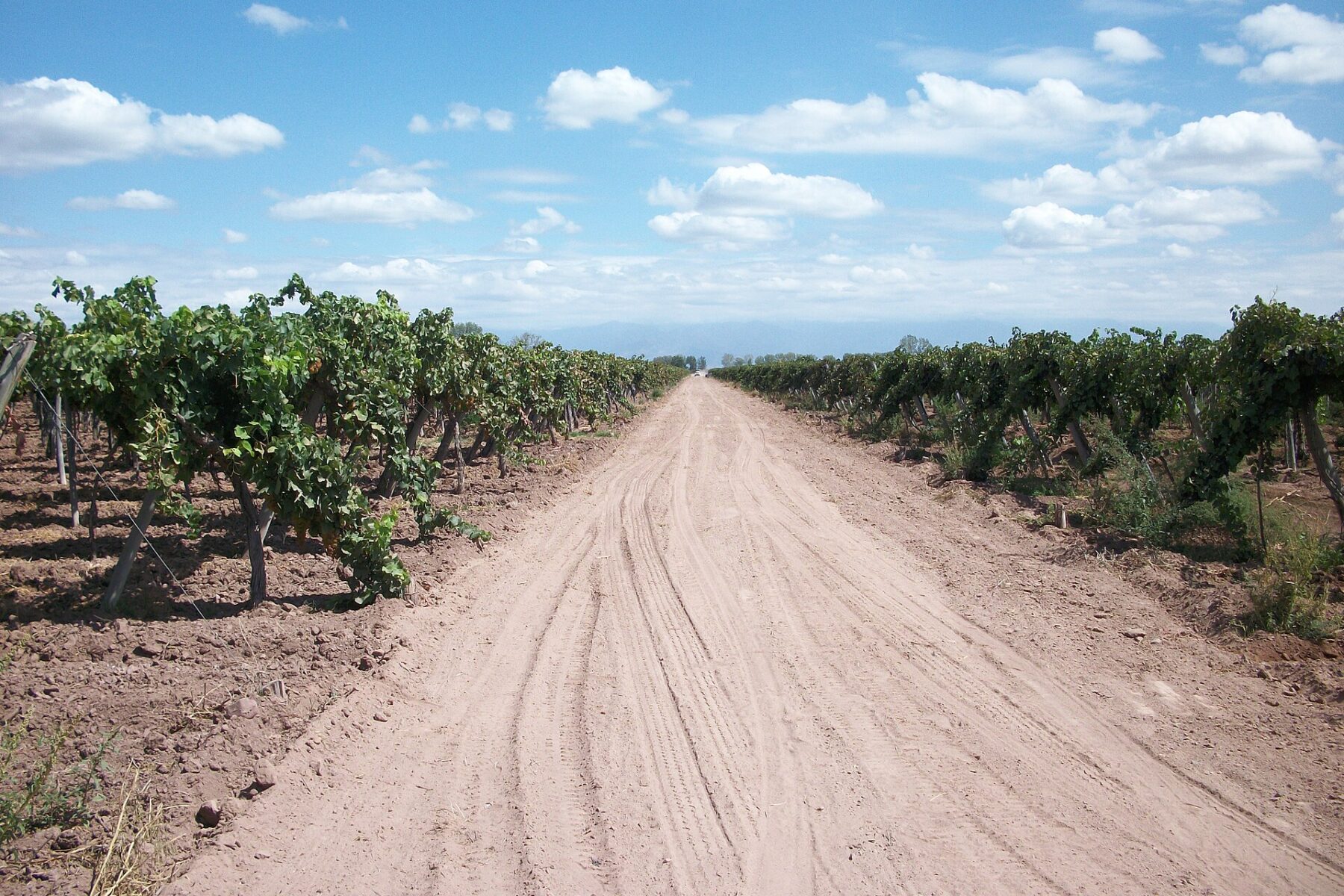 Vineyards in Maipú, Mendoza, where Bodega Alandes hosts the 500th-episode celebration of Matices del Vino