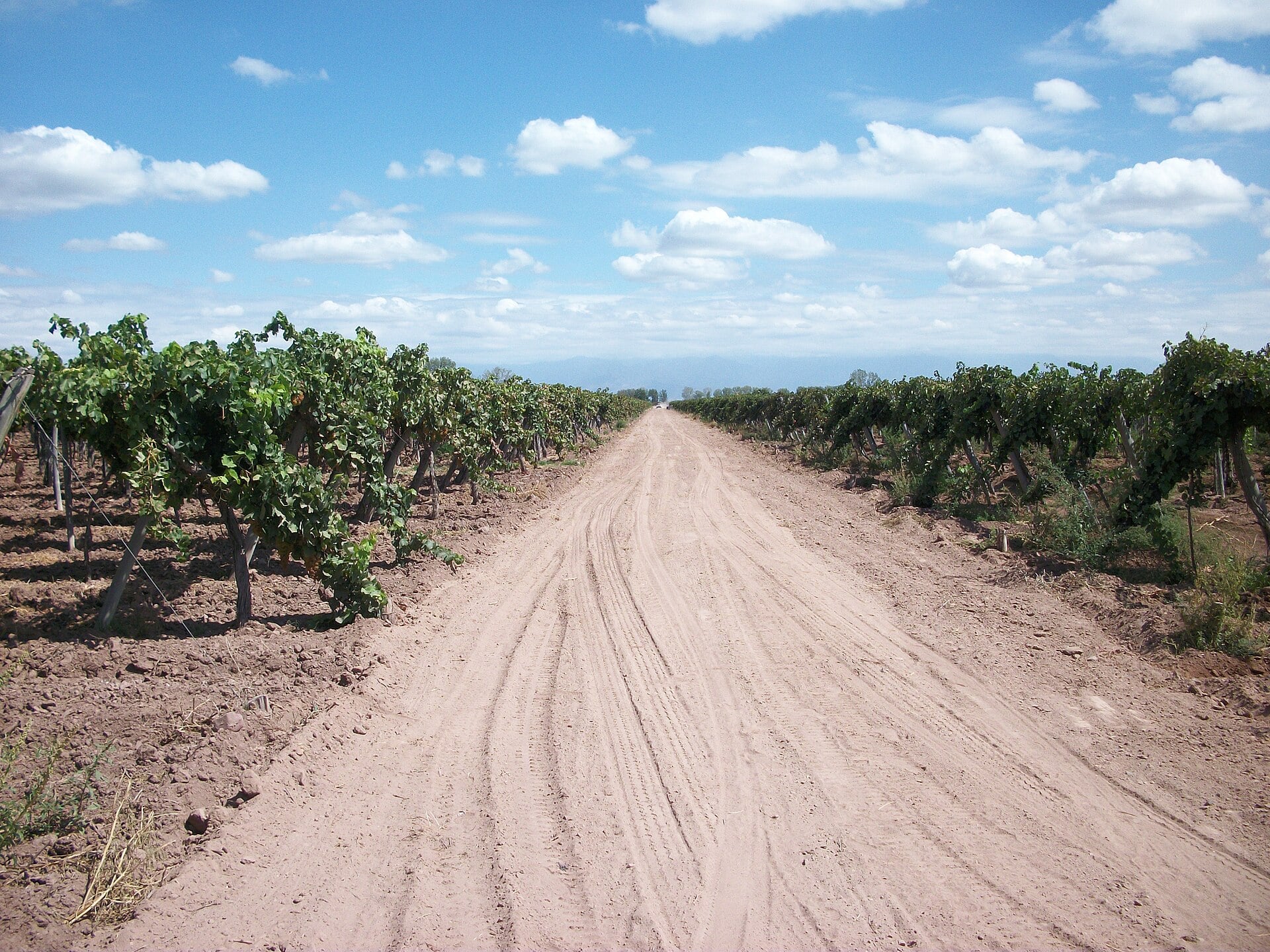 Vineyards in Maipú, Mendoza, where Bodega Alandes hosts the 500th-episode celebration of Matices del Vino