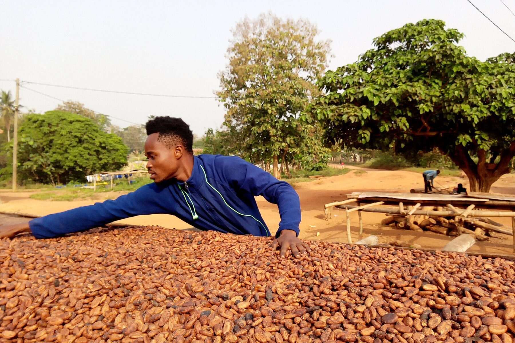 Ghana trade surplus - a farmer drying cocoa beans in Ghana's Ashanti region