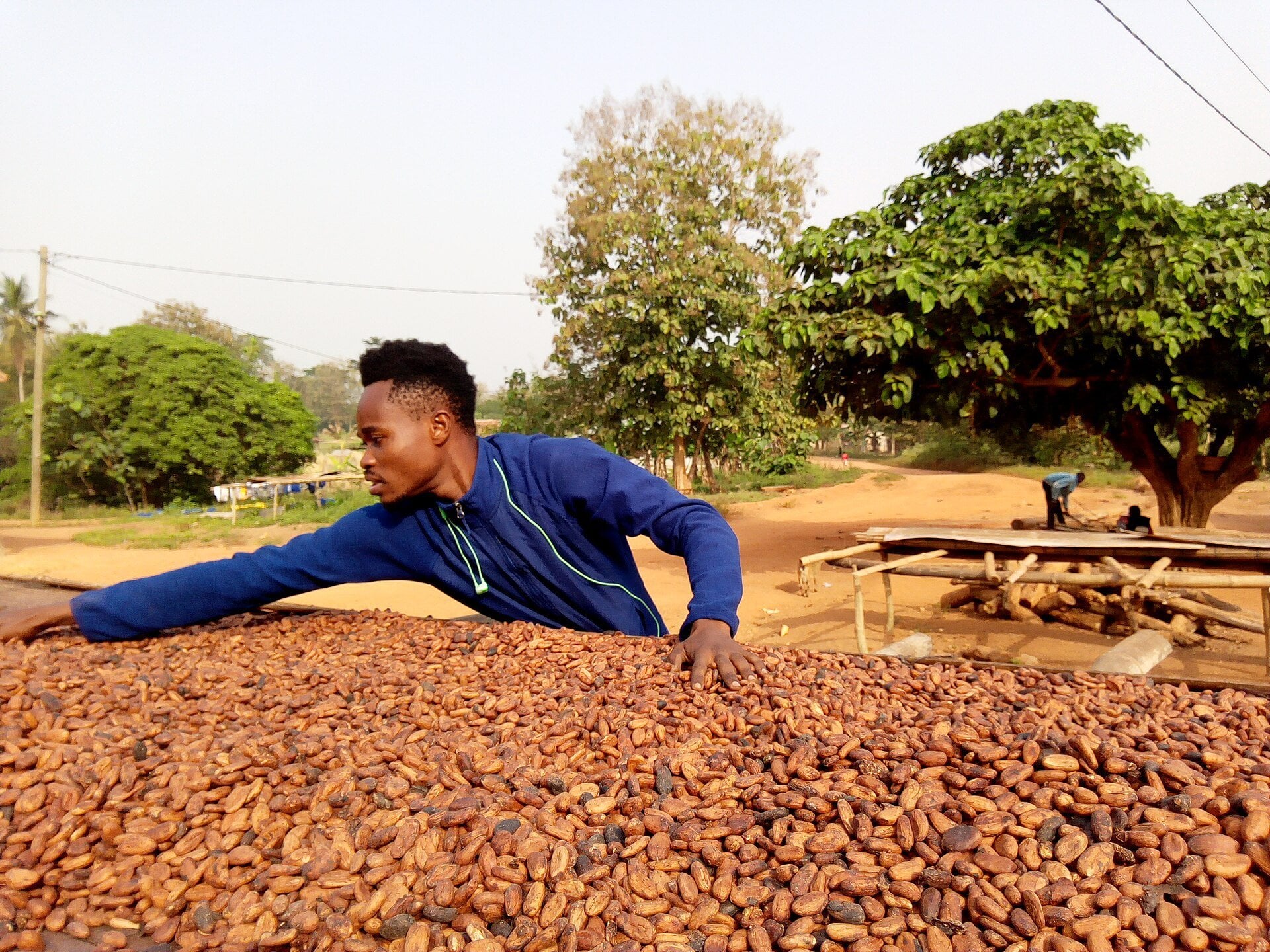 Ghana trade surplus - a farmer drying cocoa beans in Ghana's Ashanti region