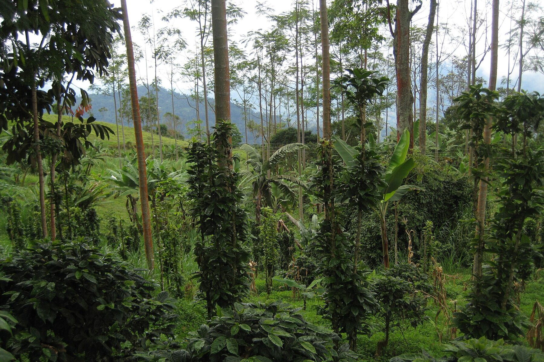 Diana Uribe coffee talk in Panama City — coffee cherries on a plantation