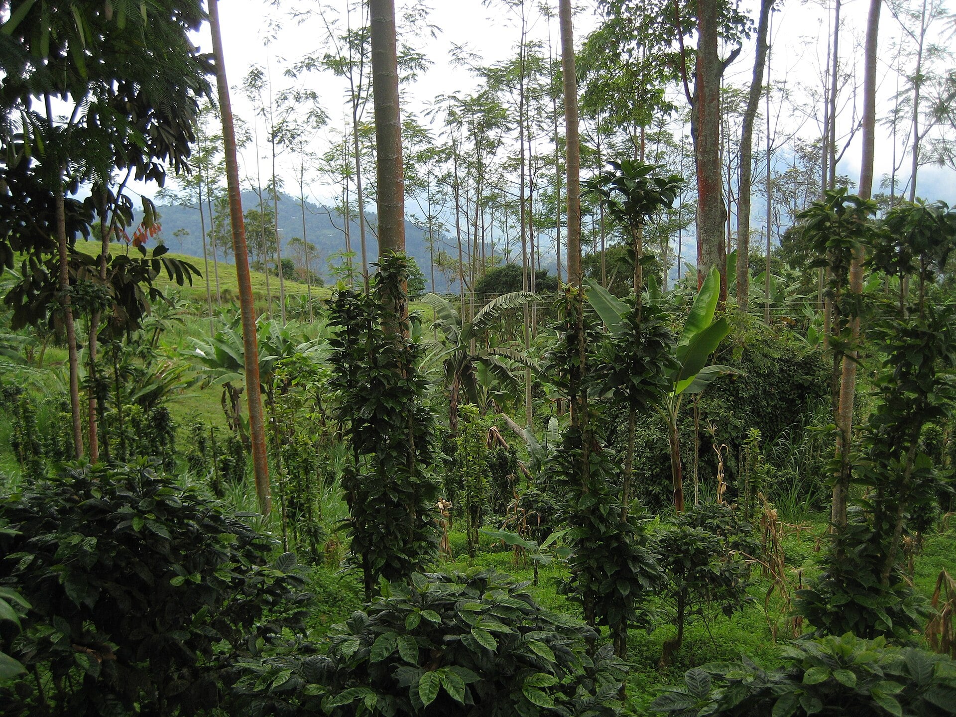 Diana Uribe coffee talk in Panama City — coffee cherries on a plantation