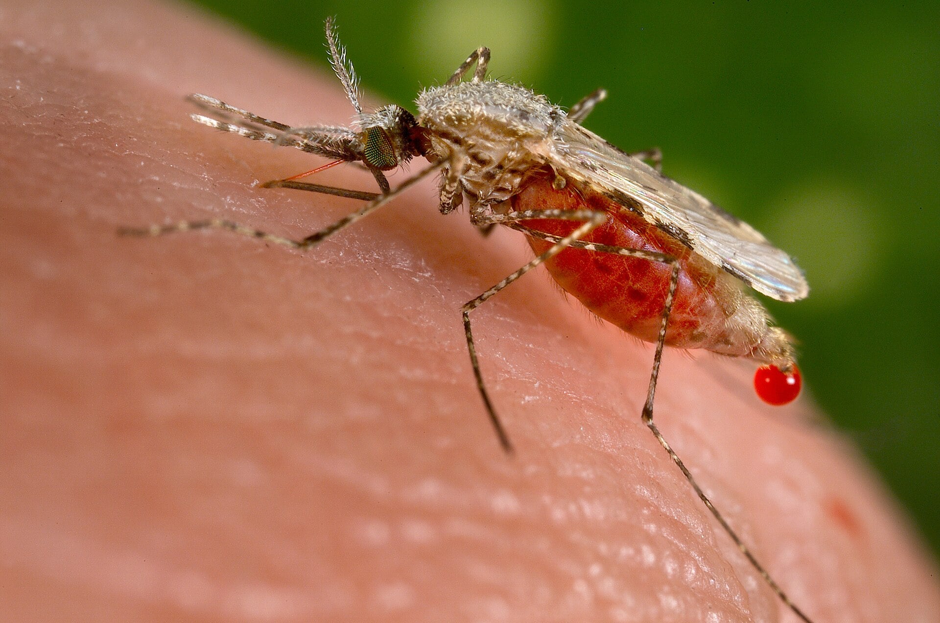 An Anopheles stephensi mosquito feeding
