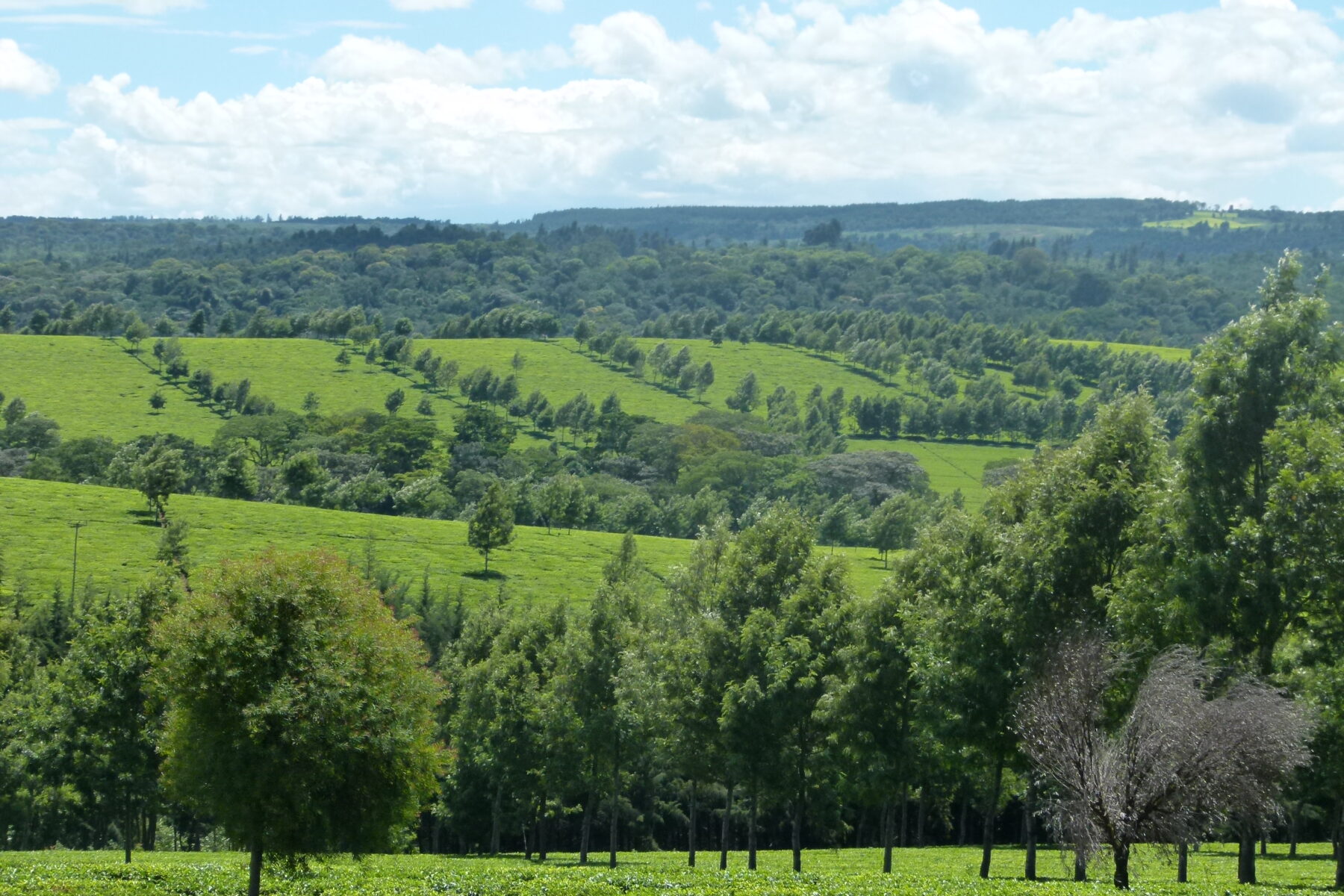 Tea fields near Kericho, in Kenya’s Rift Valley highlands