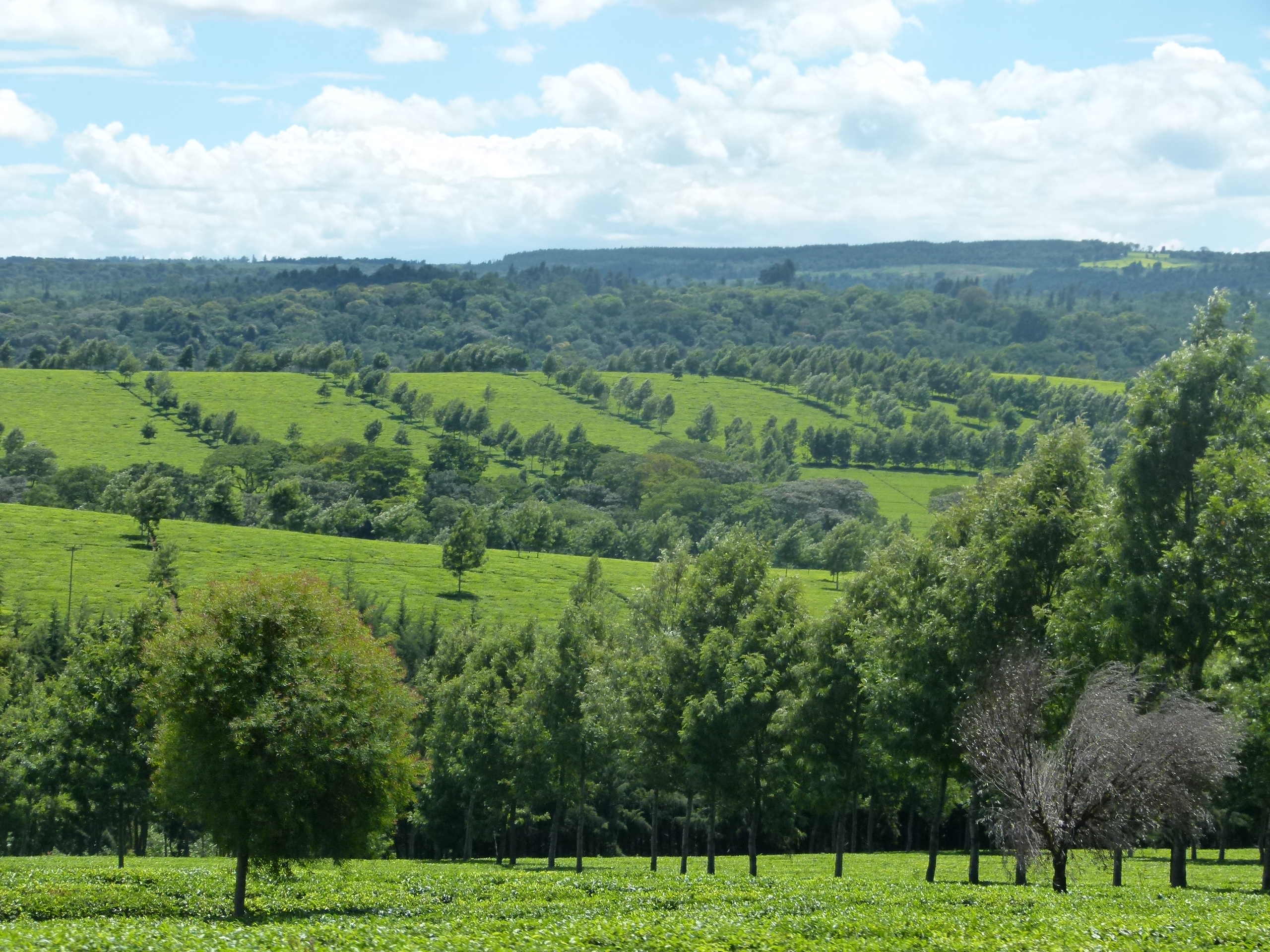 Kenya tea Iran trade — tea fields near Kericho, in Kenya’s Rift Valley highlands