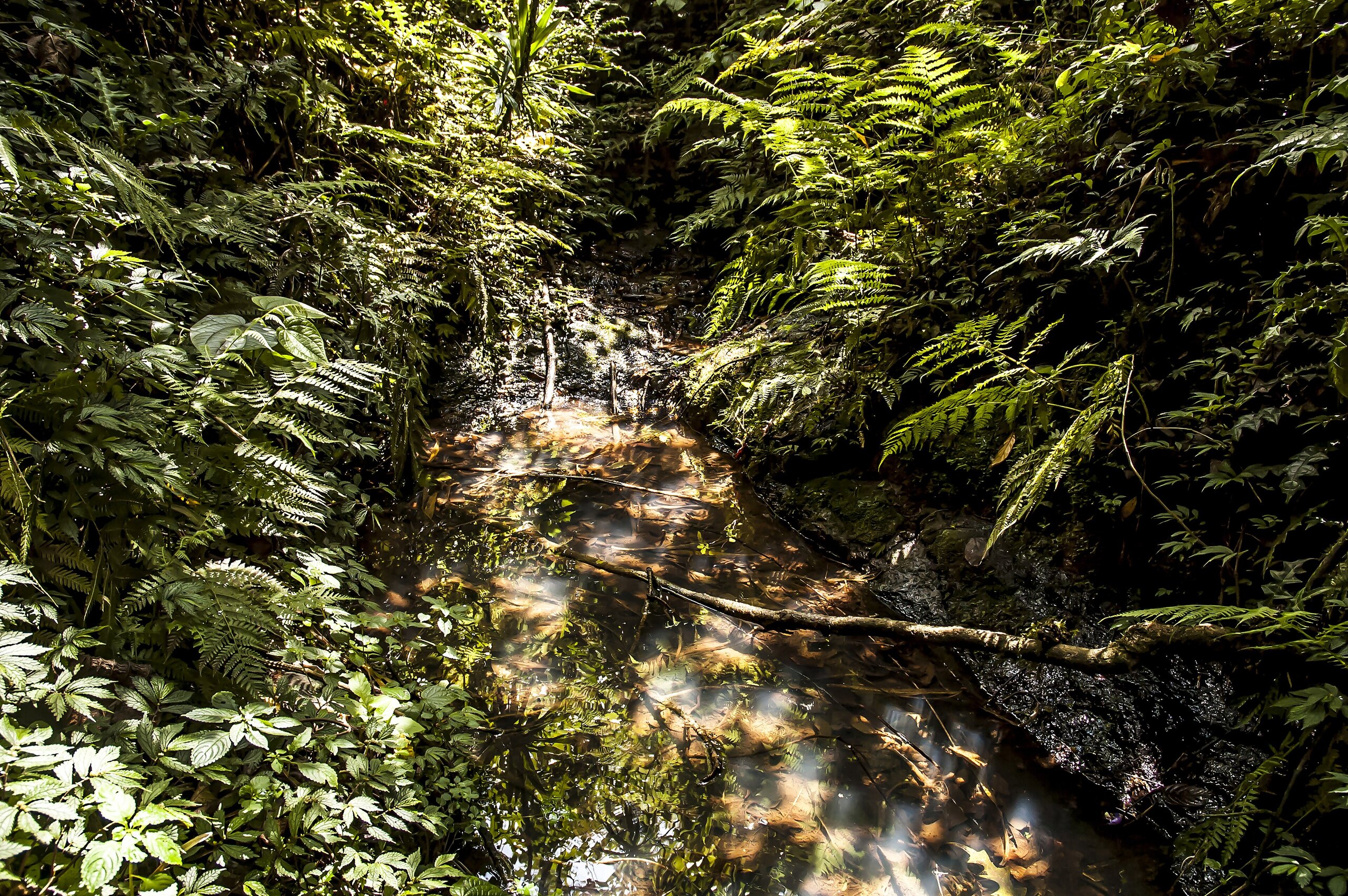 Mau Forest evictions - a natural spring inside the Mau Forest, Kenya