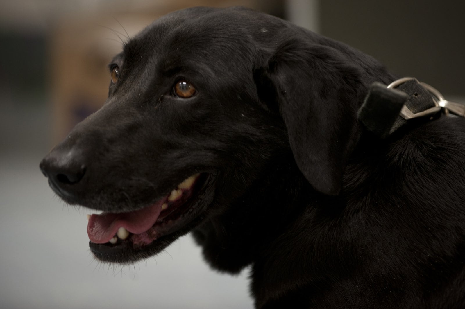 A dog.