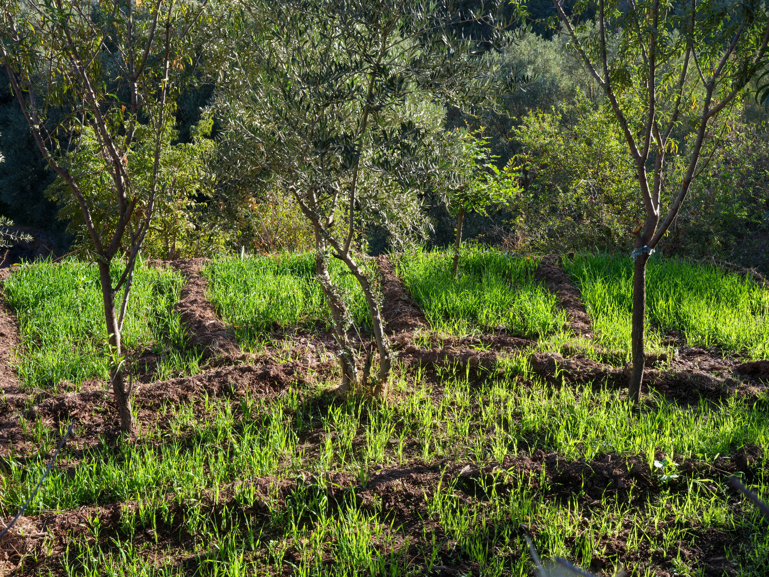 A wheat field in Morocco, where Morocco wheat imports resume on 16 September 2026