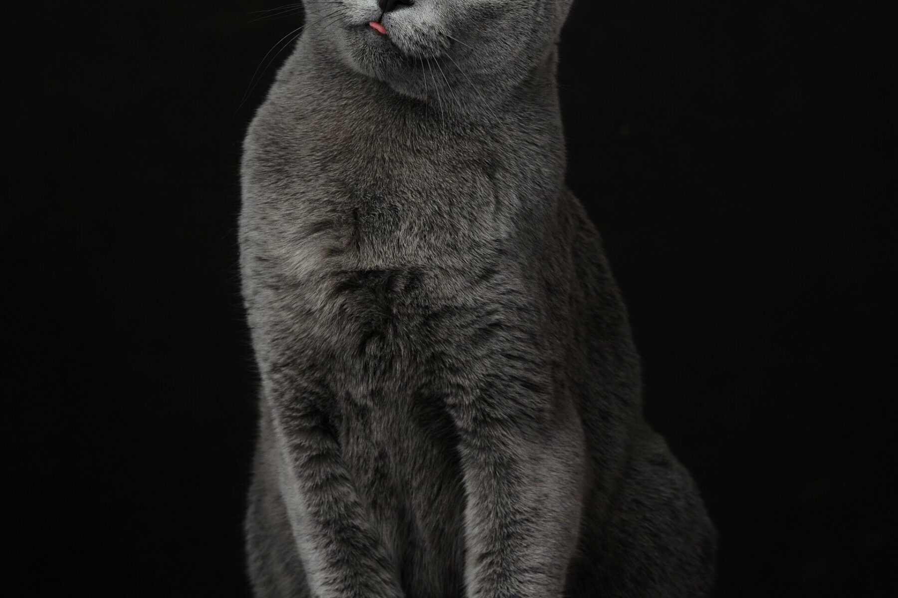 A cat, the theme of the new Museo del Gato in Mexico City