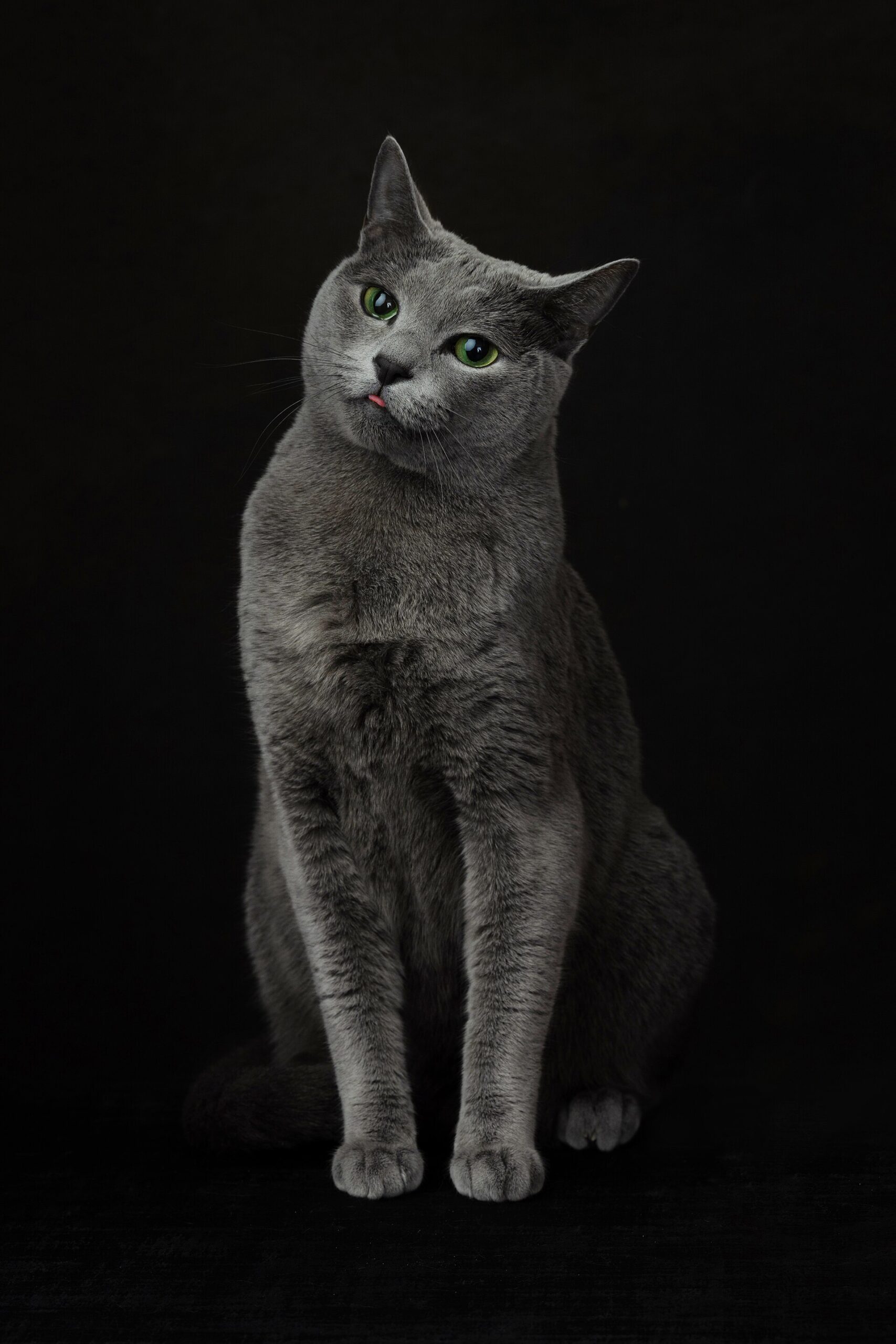 A cat, the theme of the new Museo del Gato in Mexico City