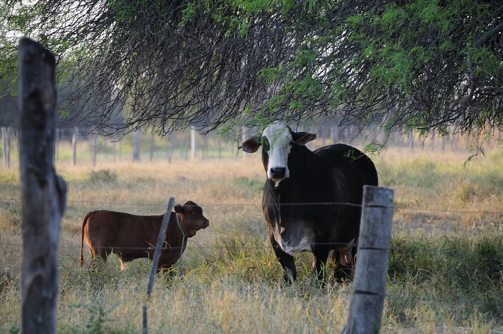 Paraguay beef &mdash; a cow and calf on a farm in the Paraguayan Chaco