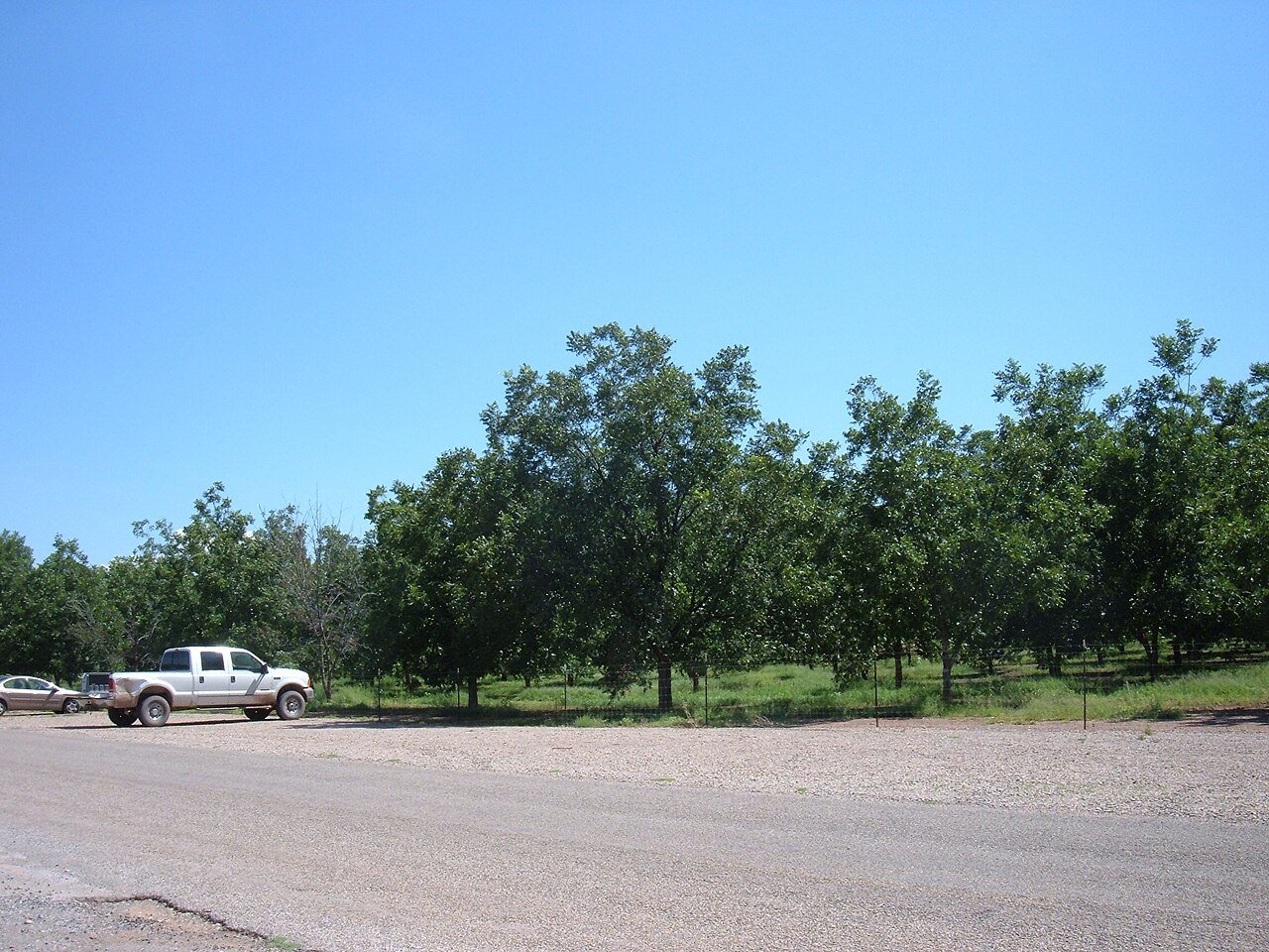 A pecan orchard, the kind of farm exposed to China pecan tariffs in Mexico.