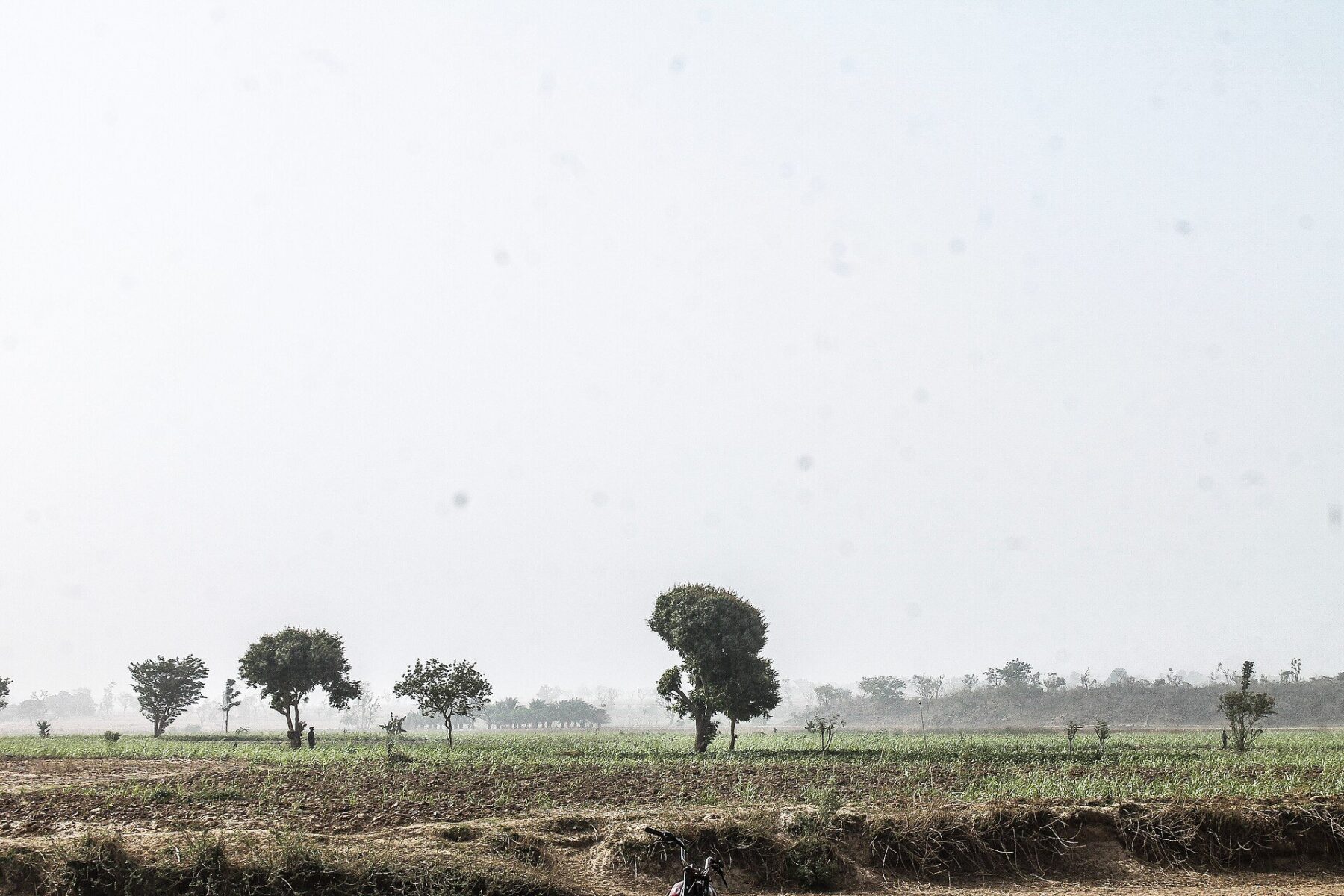 SOSUCAM Cameroonian consortium - sugarcane plantation in Africa after harvest