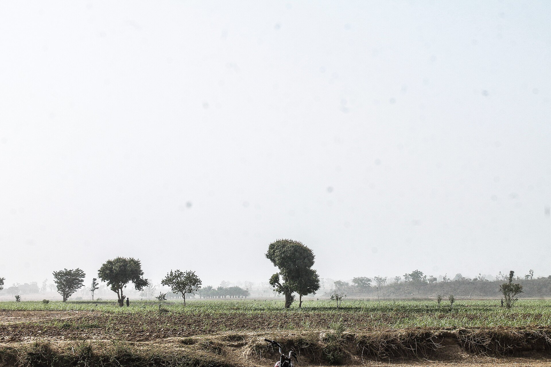SOSUCAM Cameroonian consortium - sugarcane plantation in Africa after harvest