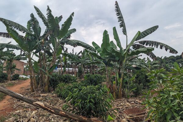 Uganda-Vietnam trade - coffee and banana plantation in Uganda