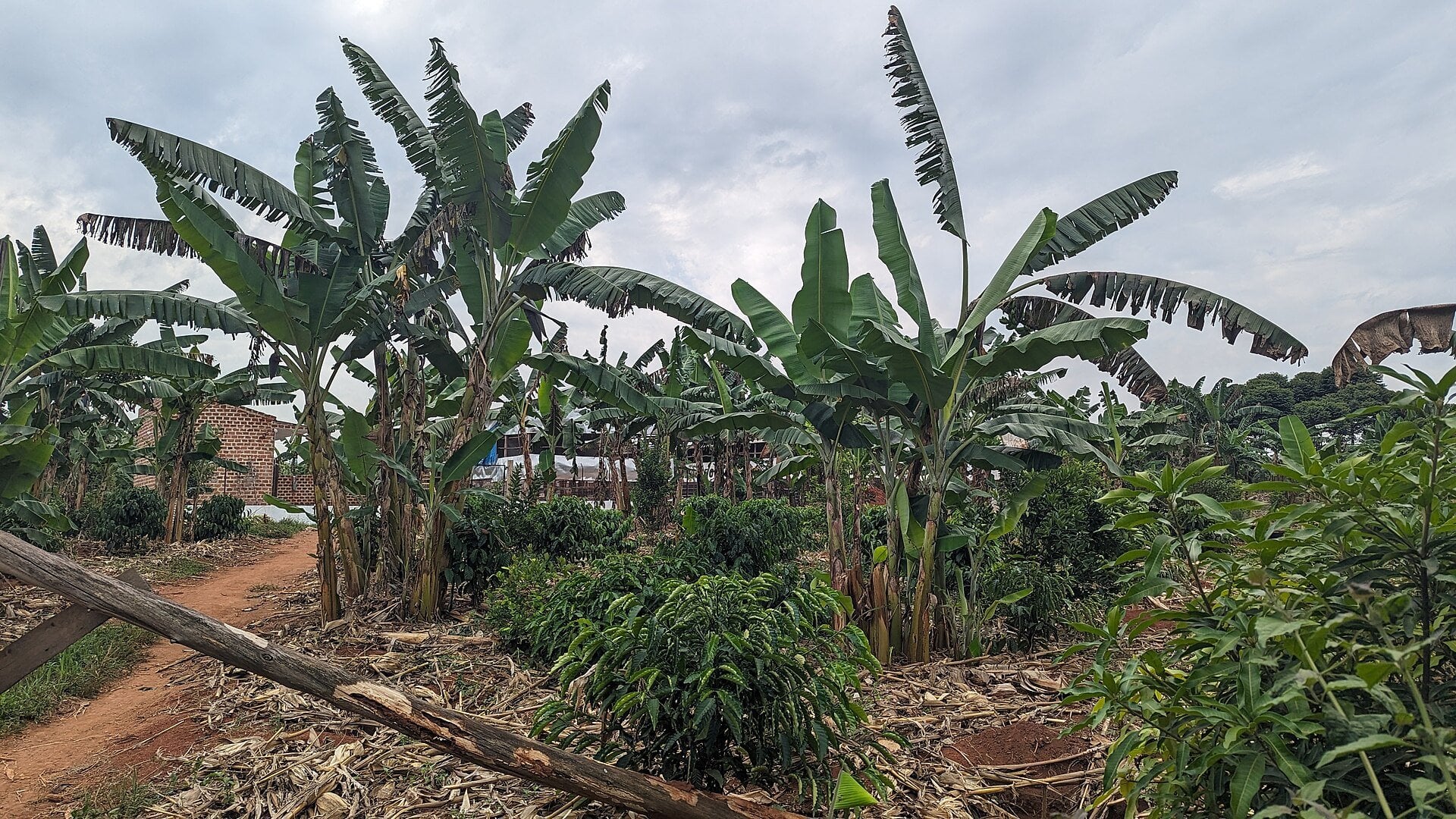 Uganda-Vietnam trade - coffee and banana plantation in Uganda