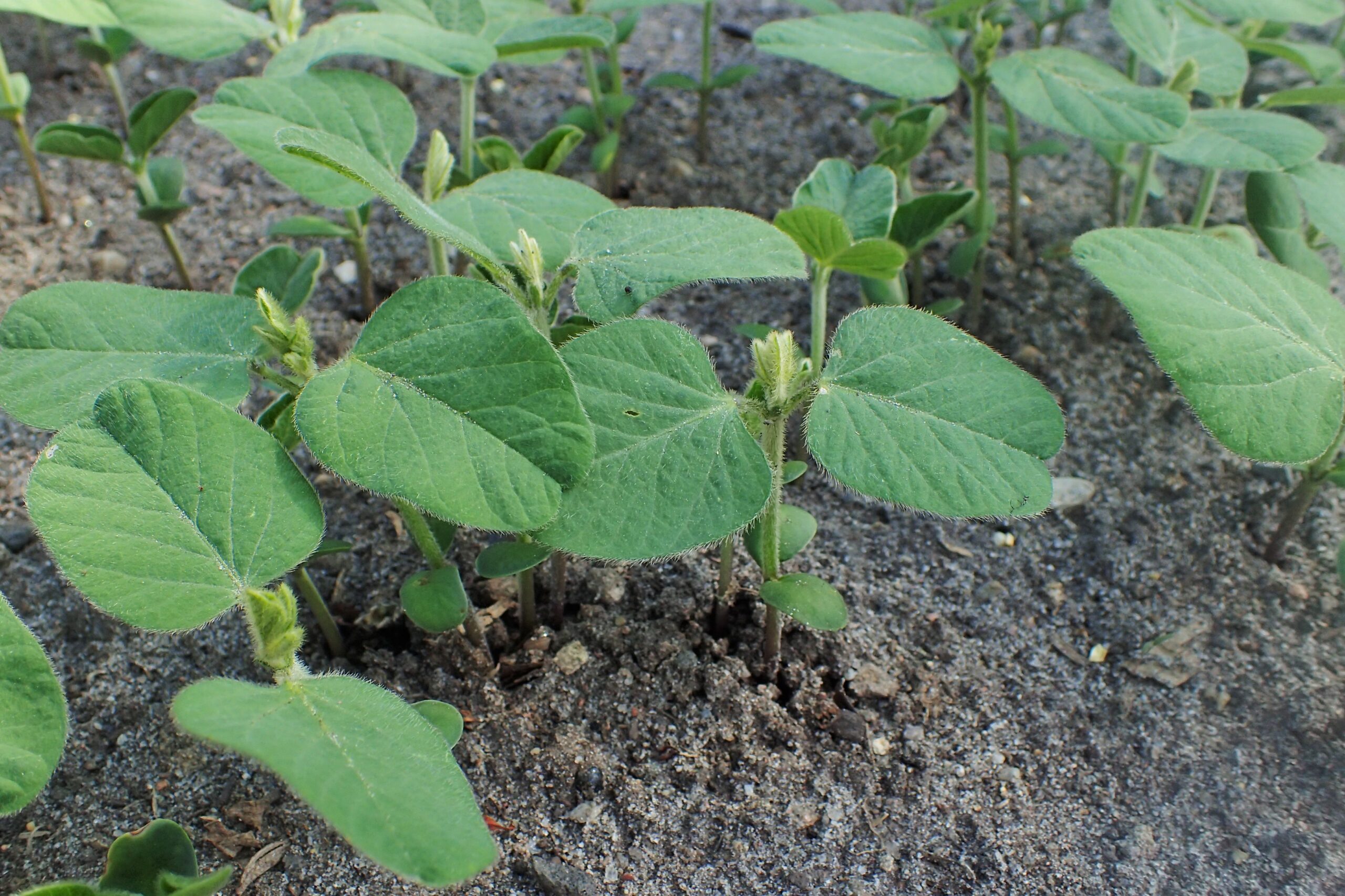 Young soybean plants in a field