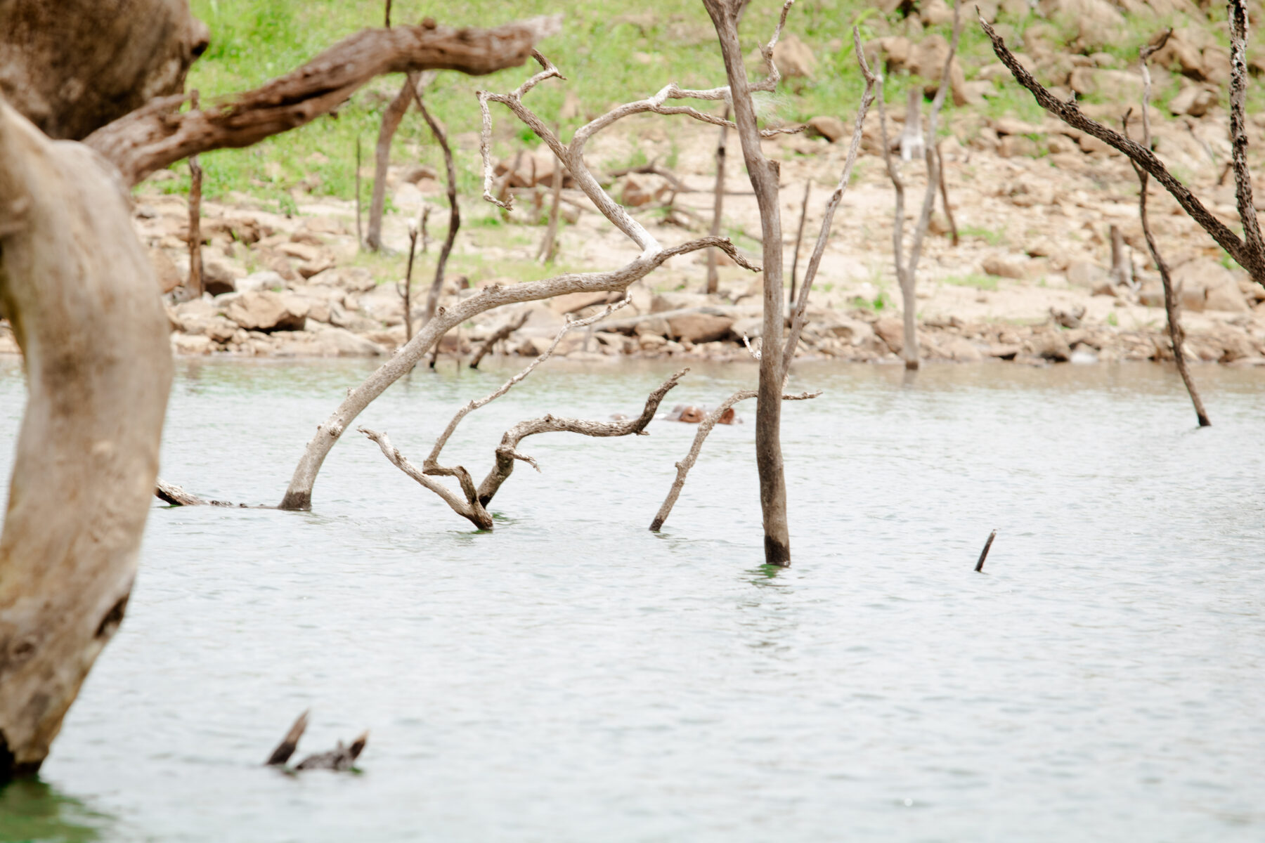 Dead trees standing in the shallow water of a drought-lowered reservoir