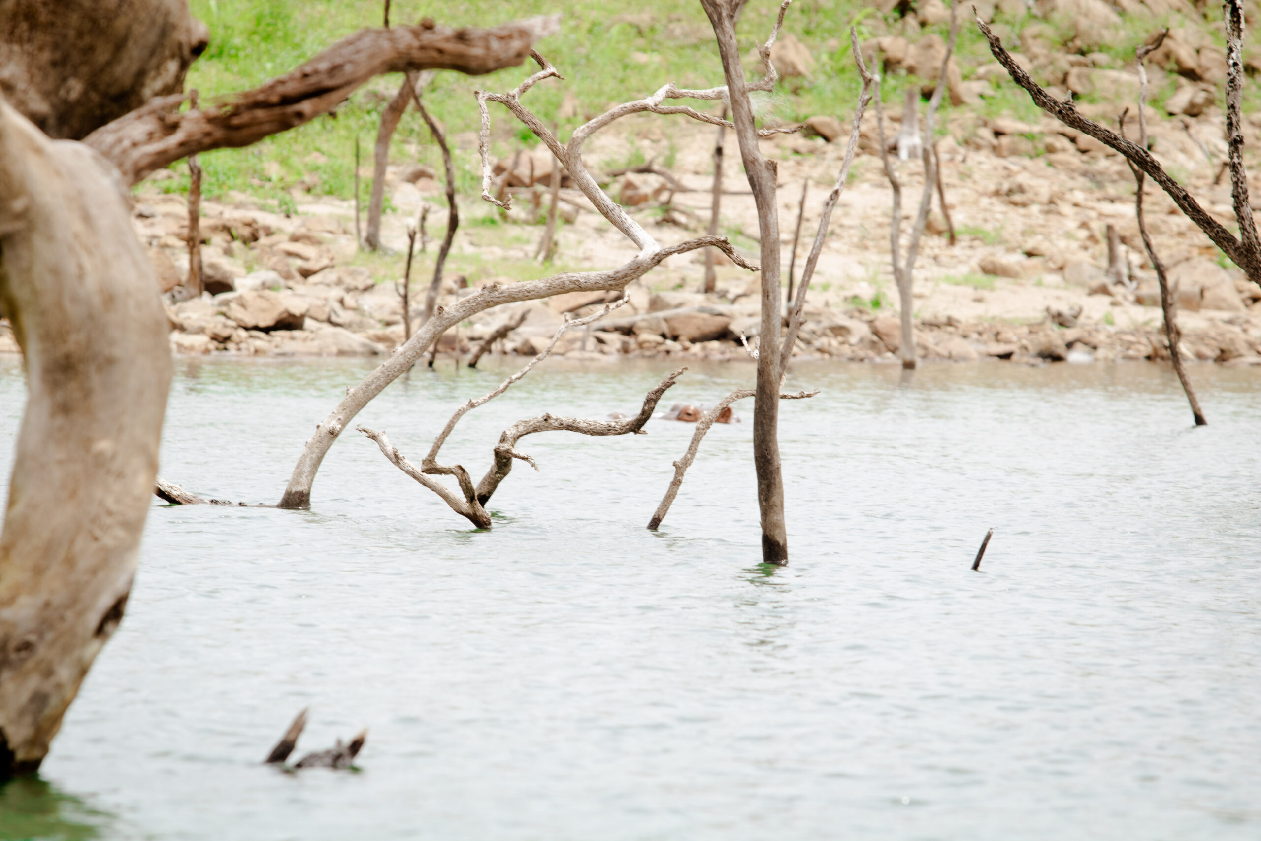 A dried-up riverbed in drought