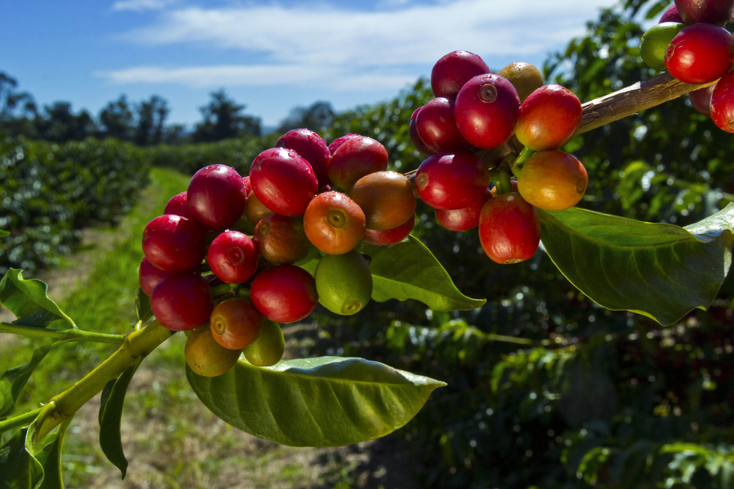 Ripening red coffee cherries on the plant