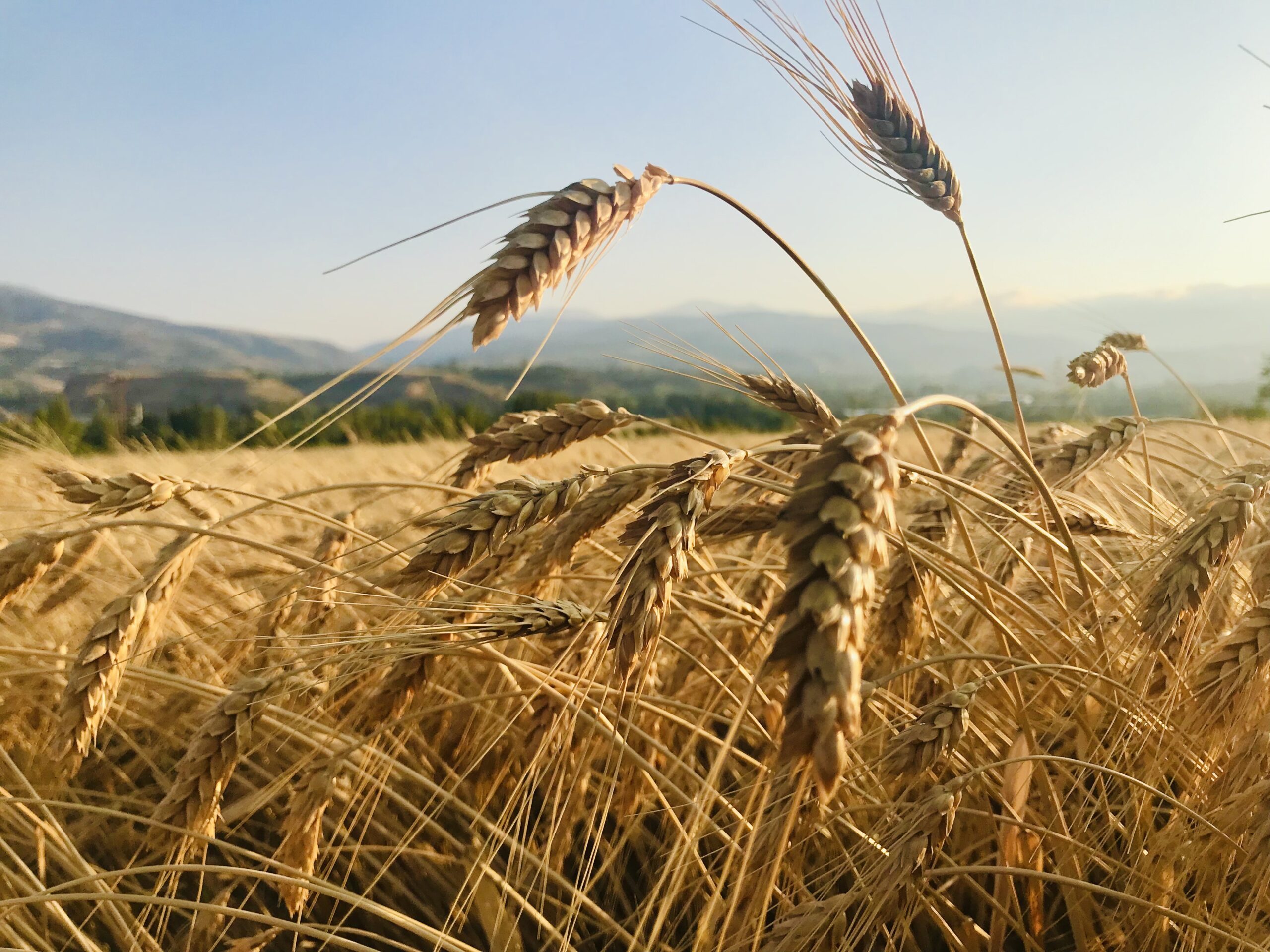 A golden wheat field before harvest