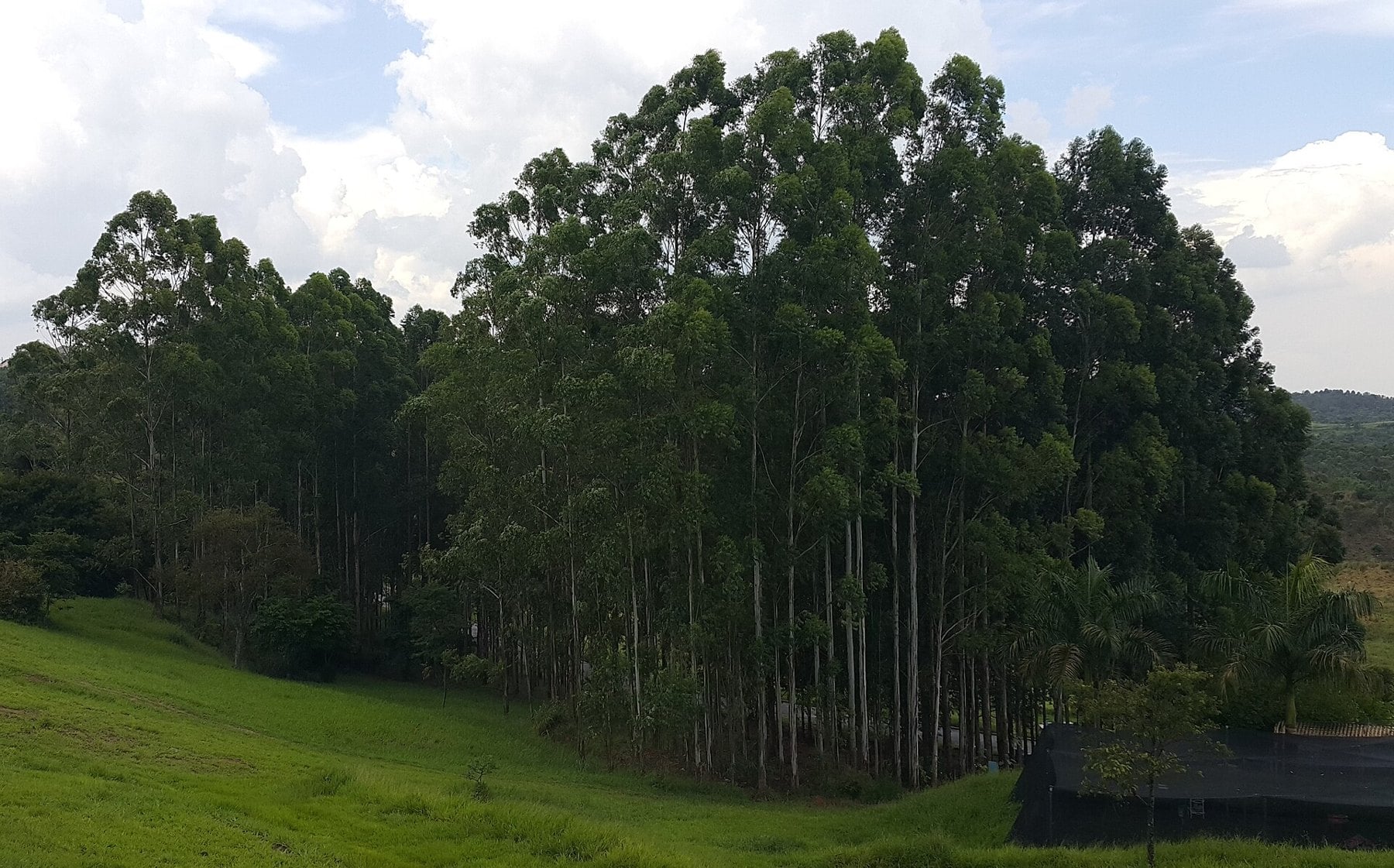 Suzano leadership shake-up - a eucalyptus plantation in Brazil