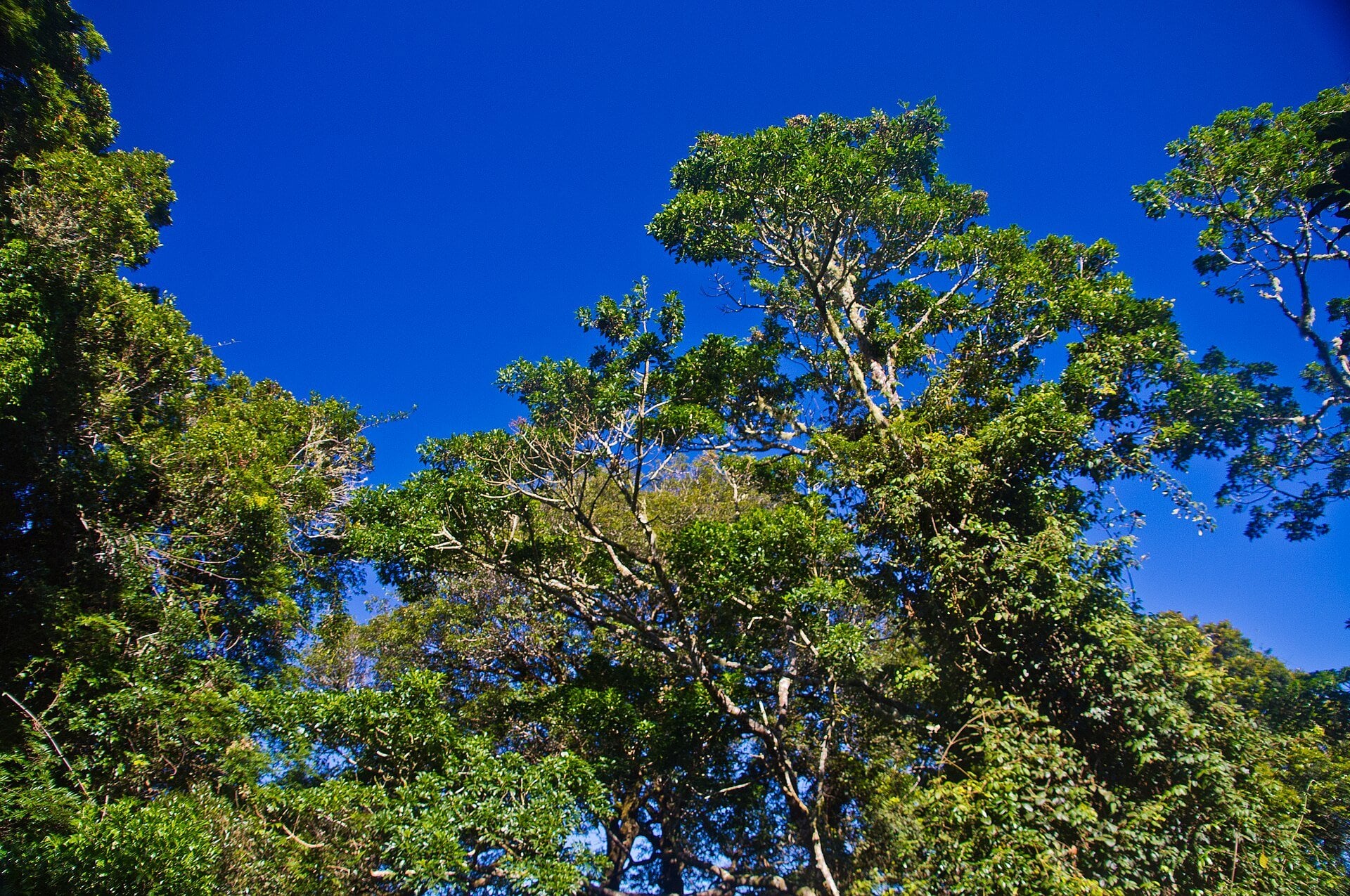The 5 Oldest Forests on the Planet You Can Still Visit