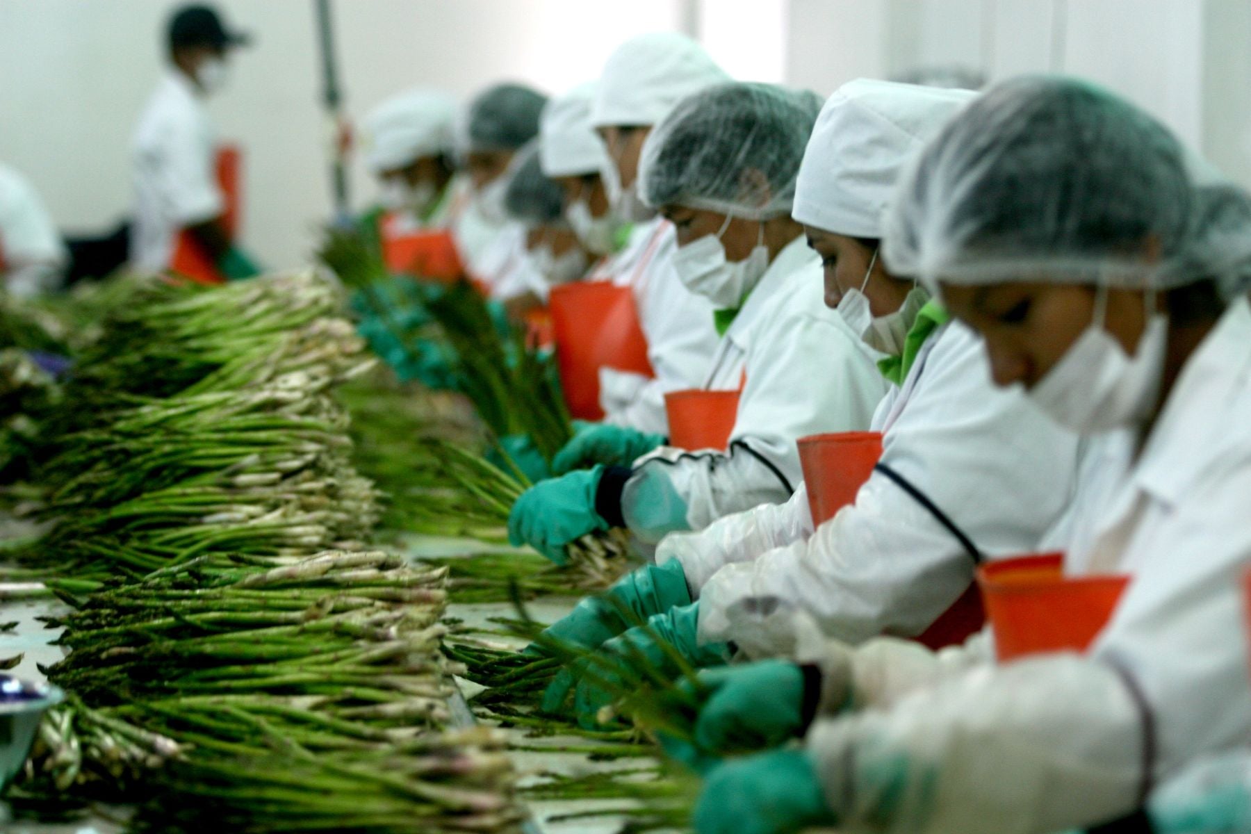 Asparagus packing workers in Peru, the workforce behind the Peru agrarian law repeal debate