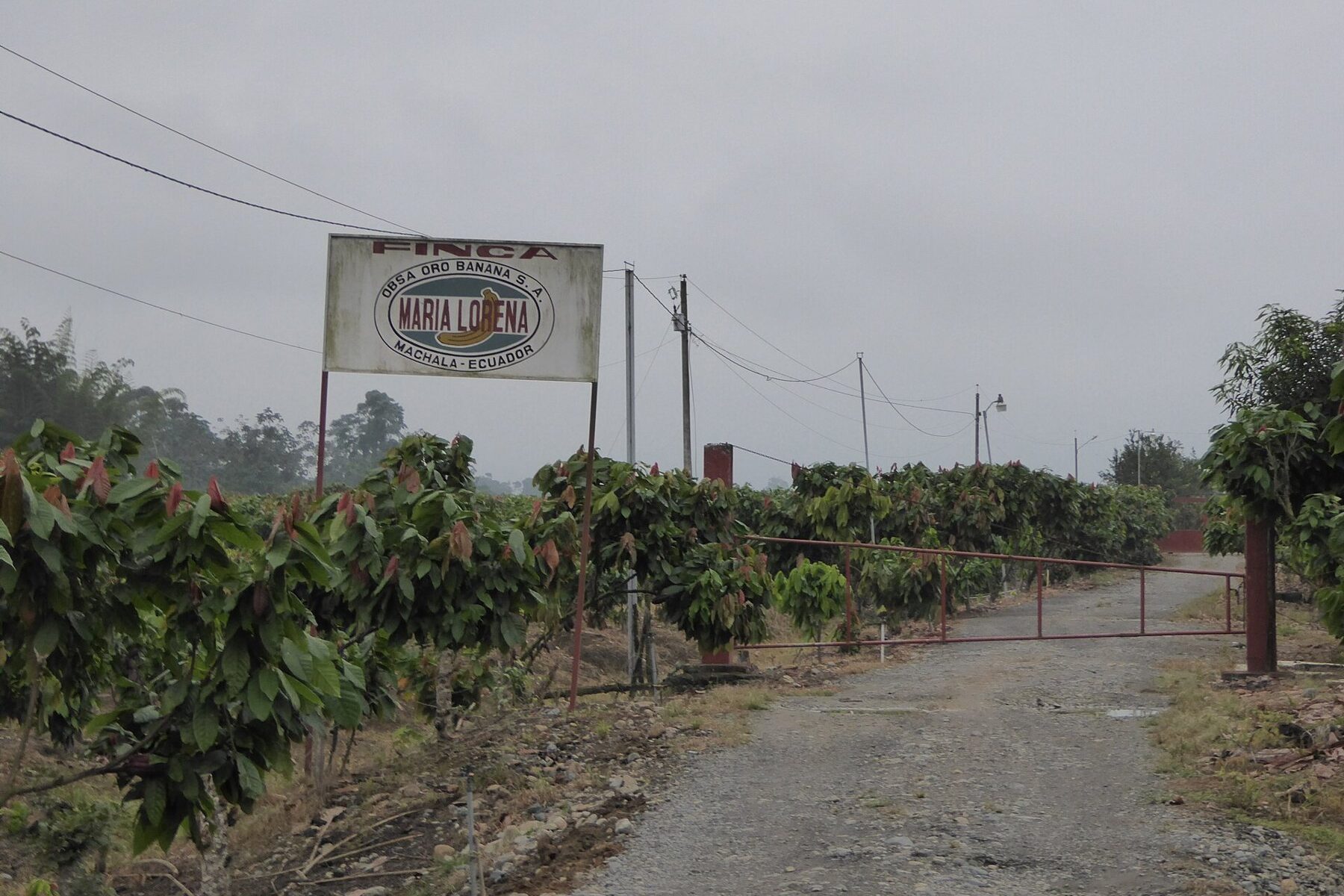 Ecuador cocoa brand - a cocoa farm at Machala in Ecuador