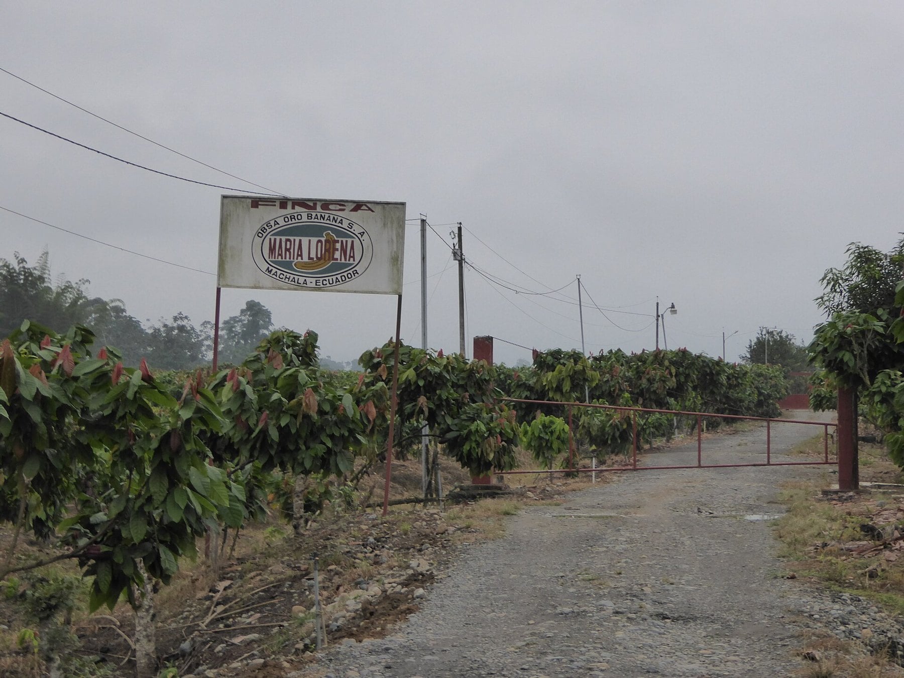 Ecuador cocoa brand - a cocoa farm at Machala in Ecuador
