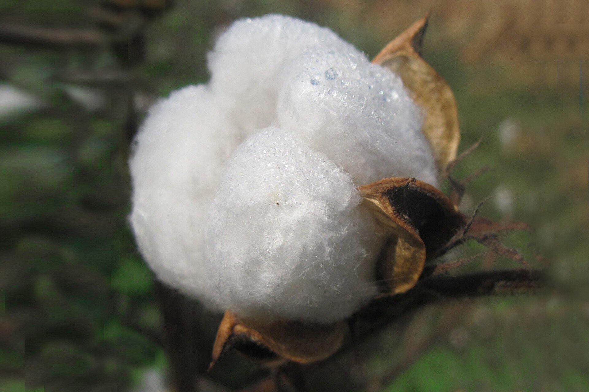 SLC Agrícola context - a ripe white cotton boll open on the plant, ready for harvest