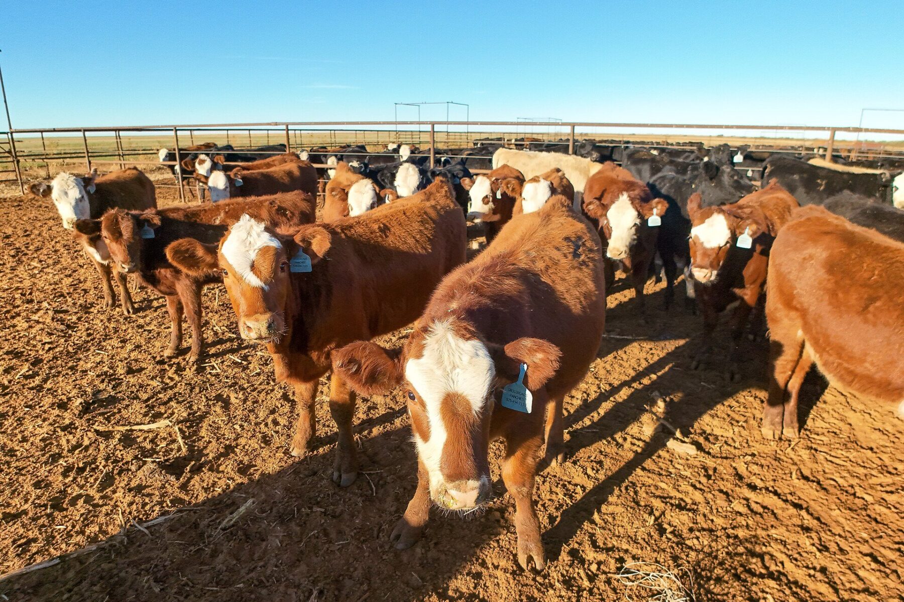 Beef cattle at a meat processing facility, illustrating the US beef cartel accusation against Brazilian meatpackers.