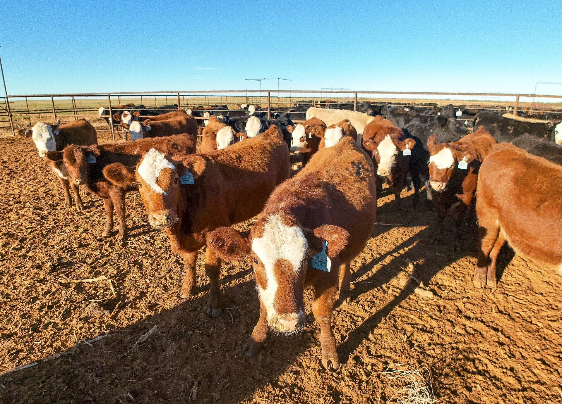 White House Sharpens Its ‘Beef Cartel’ Accusation Against Brazilian Meatpackers