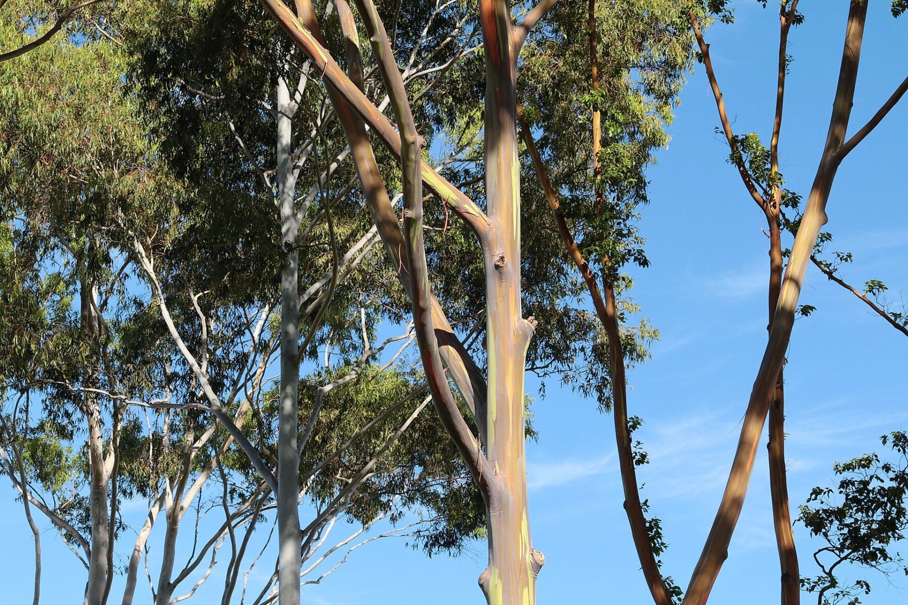 Suzano - eucalyptus, the raw material for pulp