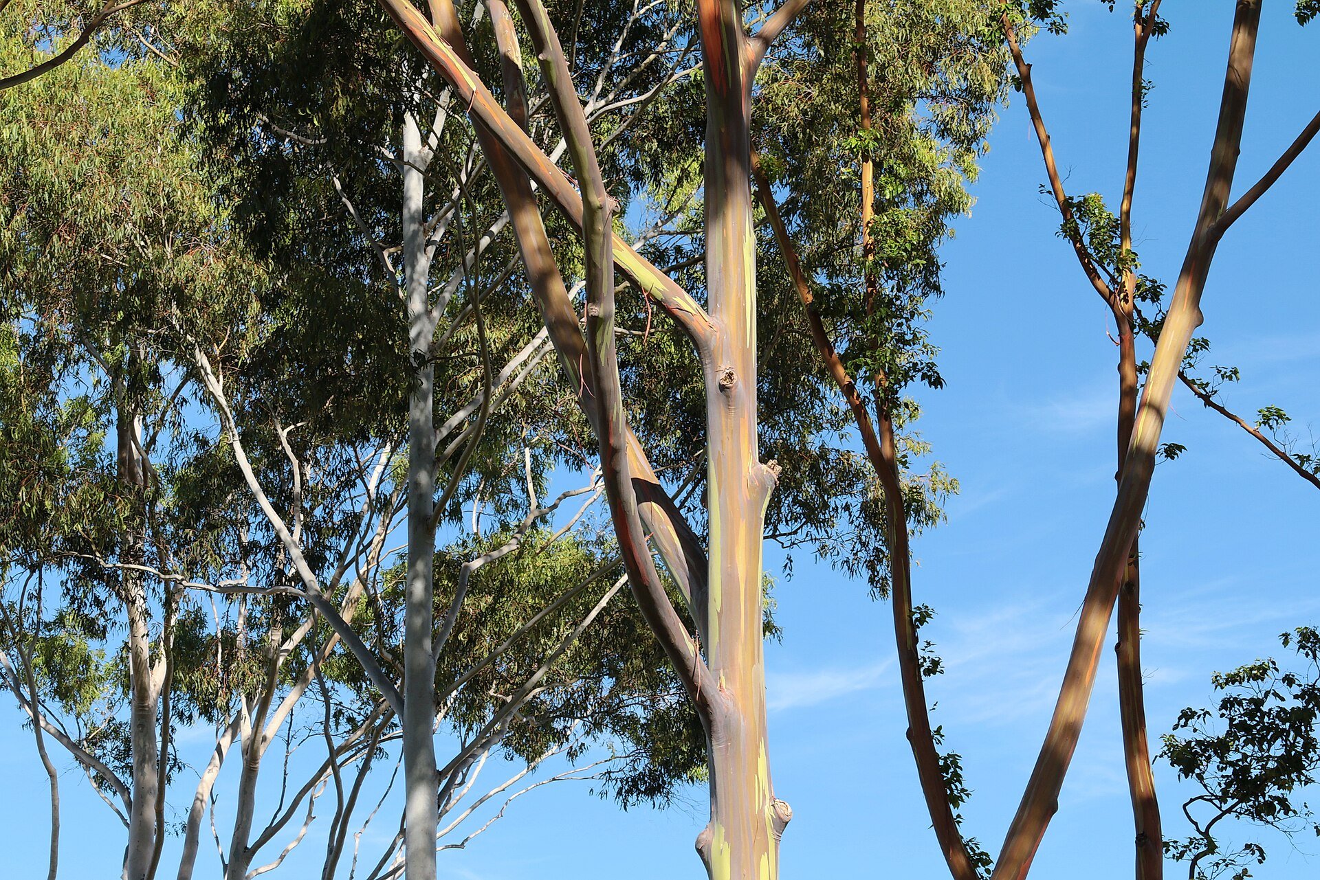 Suzano - eucalyptus, the raw material for pulp