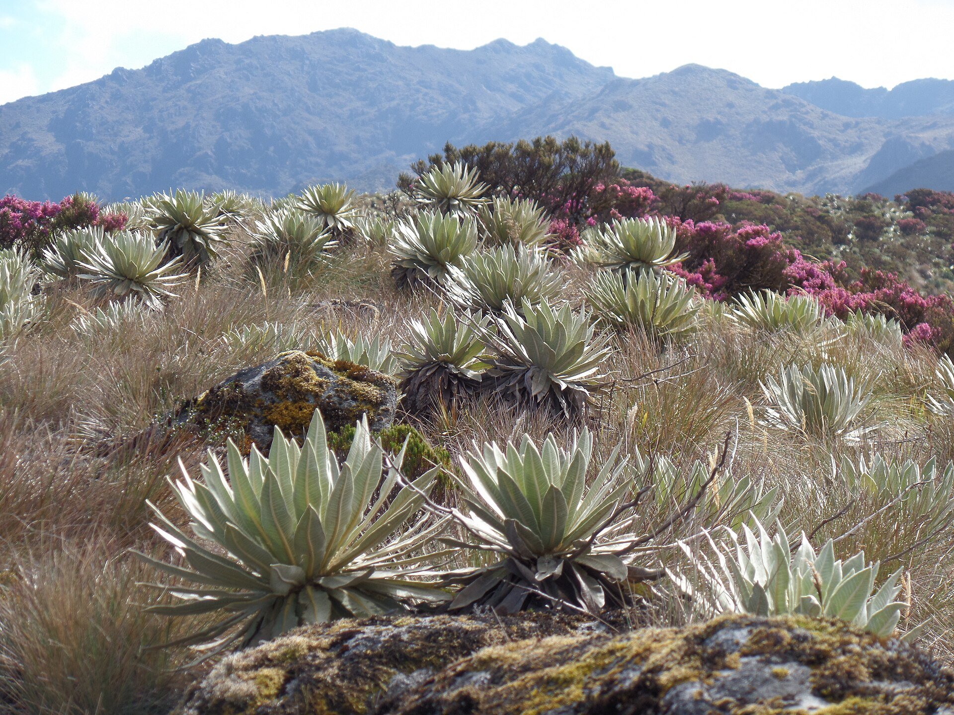 Mukumbarí - frailejones on the high páramo of the Andes