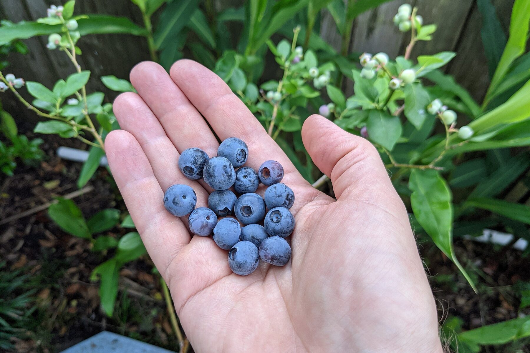 Crates of freshly harvested Peruvian blueberries ready for export