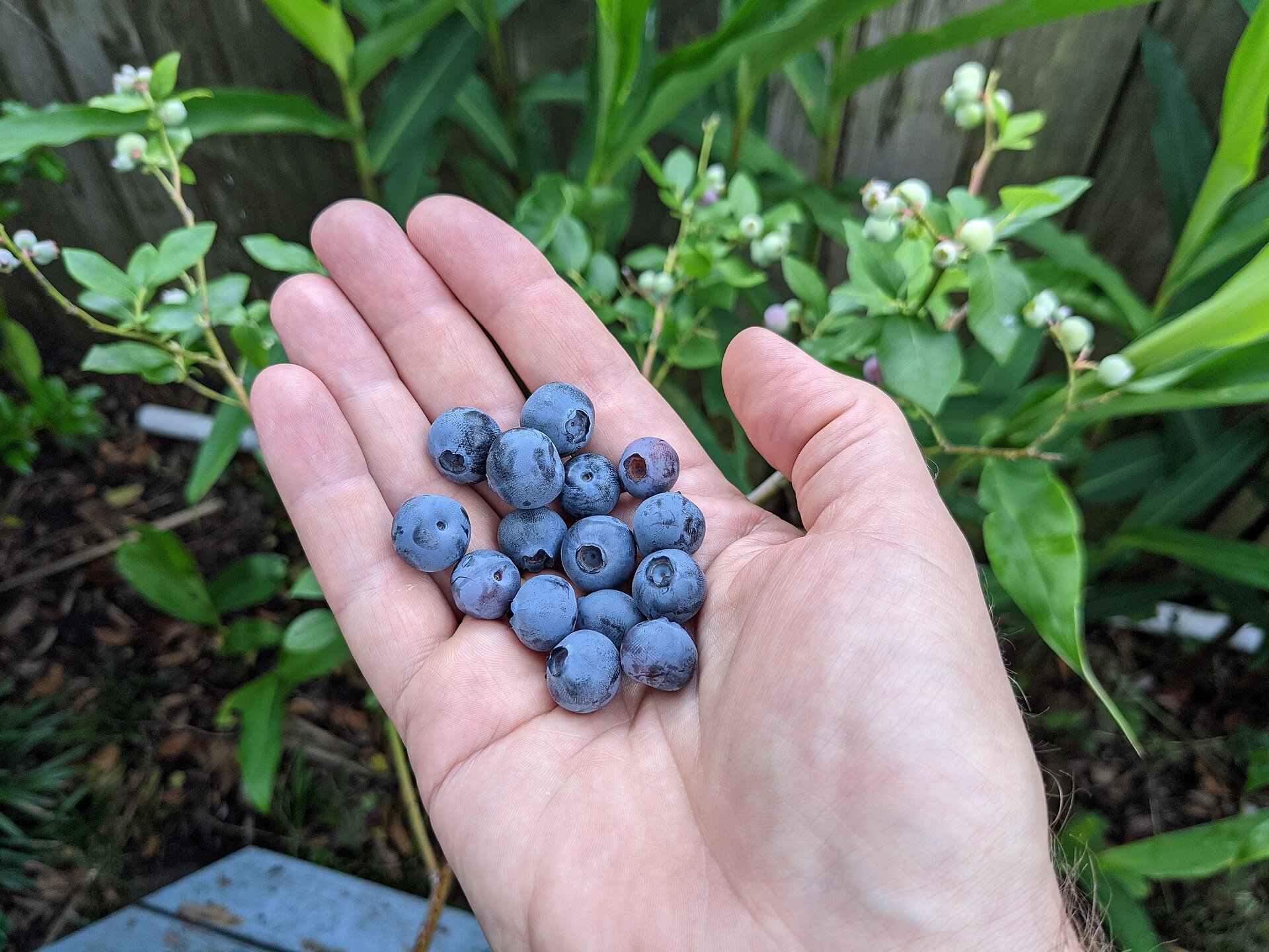 Crates of freshly harvested Peruvian blueberries ready for export